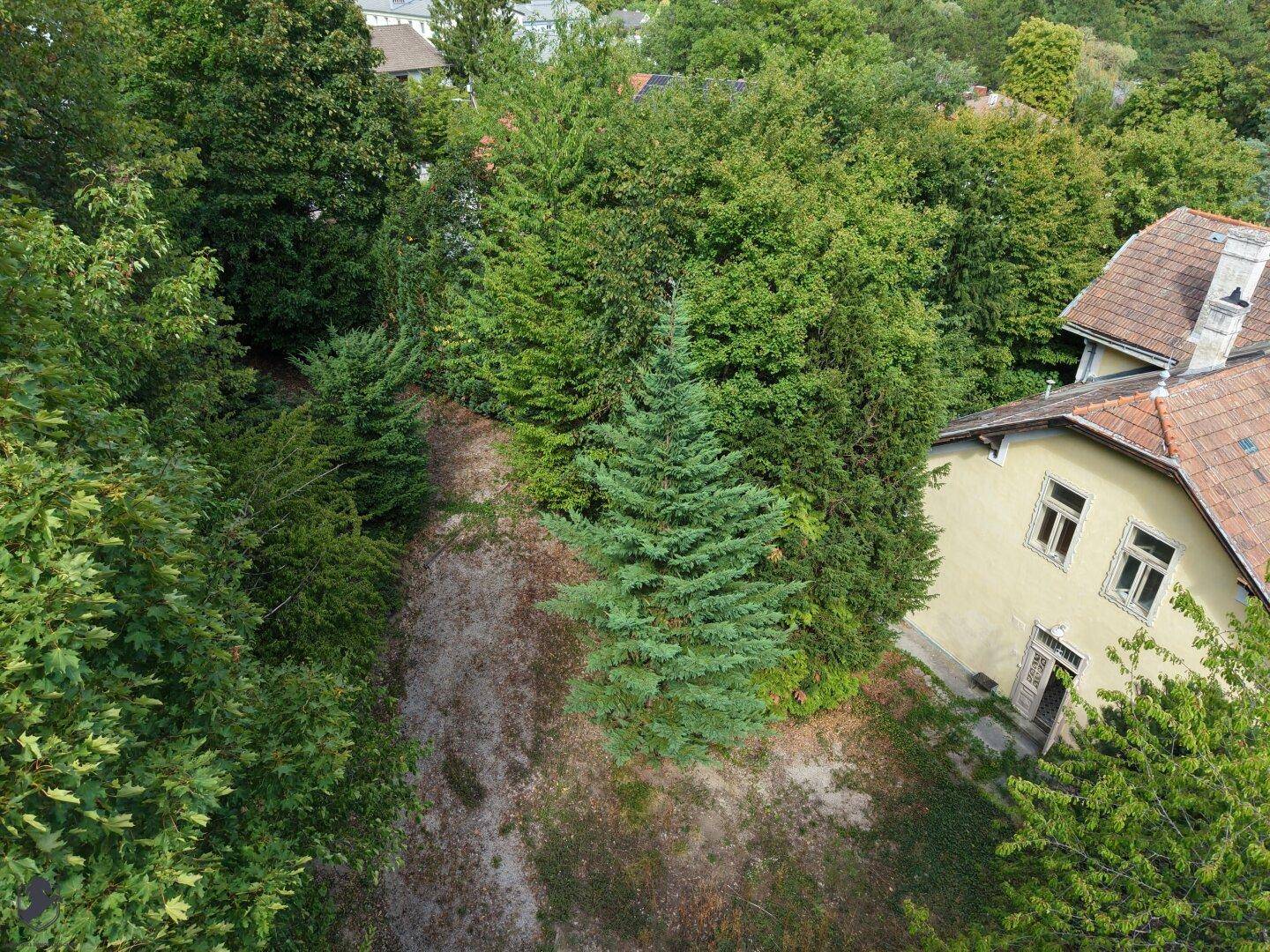 Blick auf das bewaldete Grundstück neben der Villa mit altem Baumbestand.