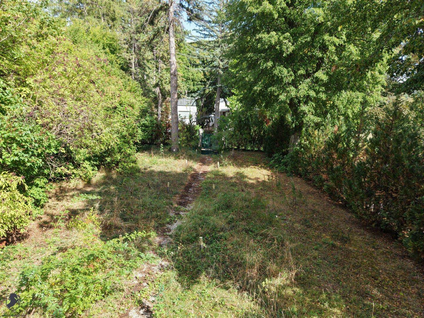Verwilderter Gartenbereich mit einem Pfad, umgeben von Bäumen und Sträuchern.