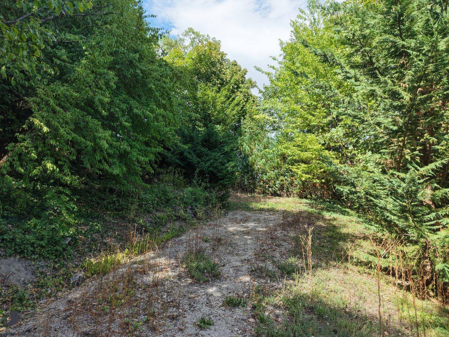 Naturbelassener Gartenbereich mit dichtem Baumbestand und einem unbefestigten Weg.