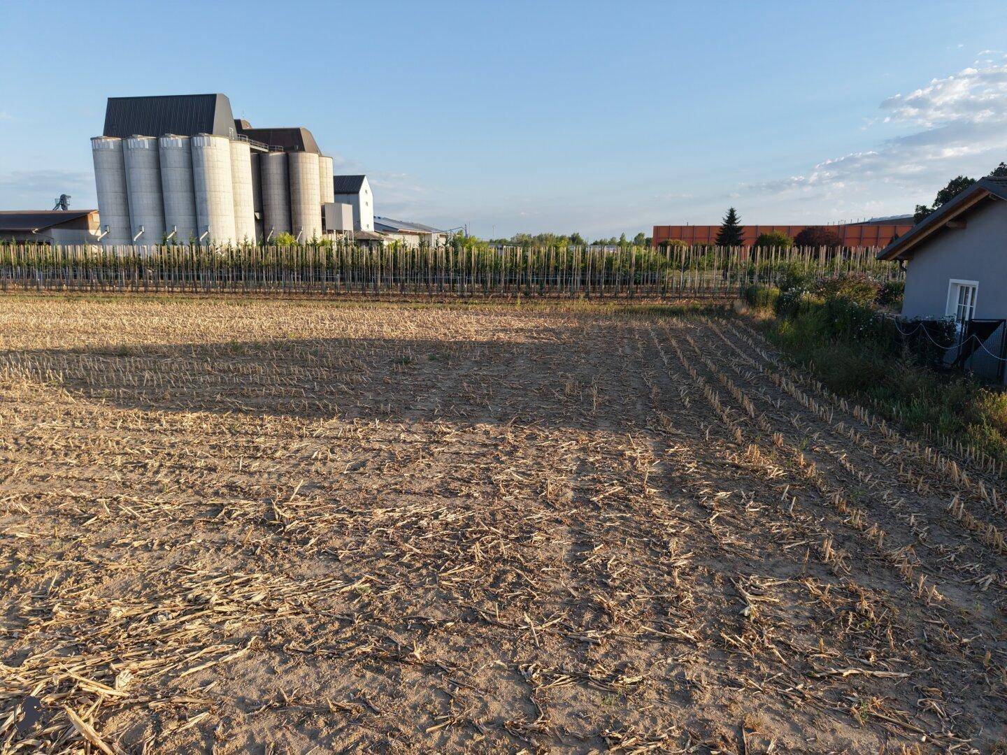 Weitläufiges Feld mit Stoppeln und großen Silos im Hintergrund unter einem blauen Himmel.