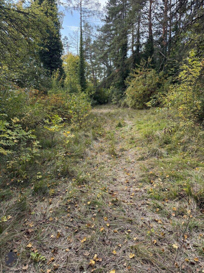 Verwilderter Pfad durch dichtes Unterholz und Bäume, der zu einem ungenutzten Bereich führt.