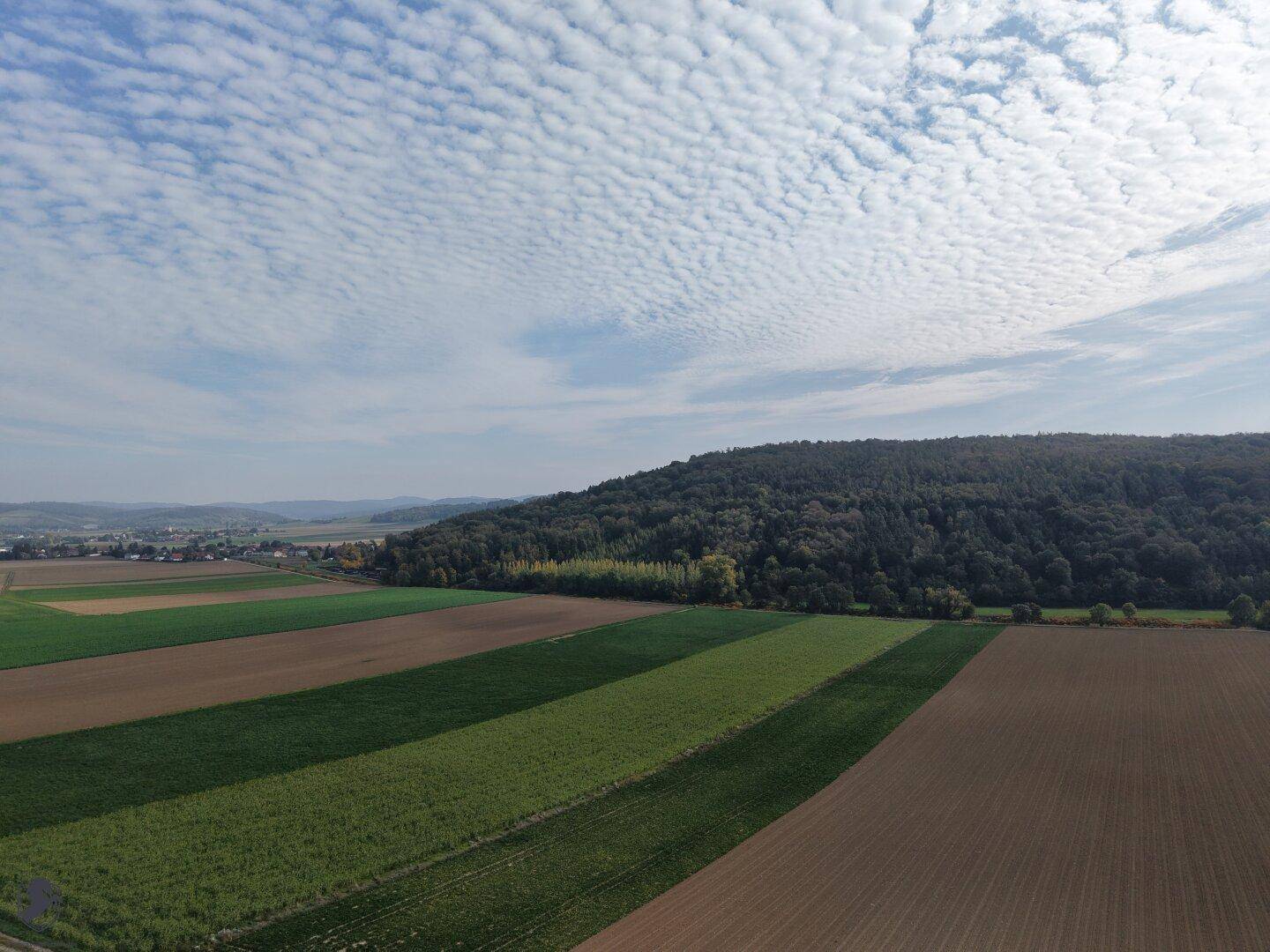 Luftaufnahme von abwechselnden Feldern und einem großen, dichten Waldgebiet am Horizont.