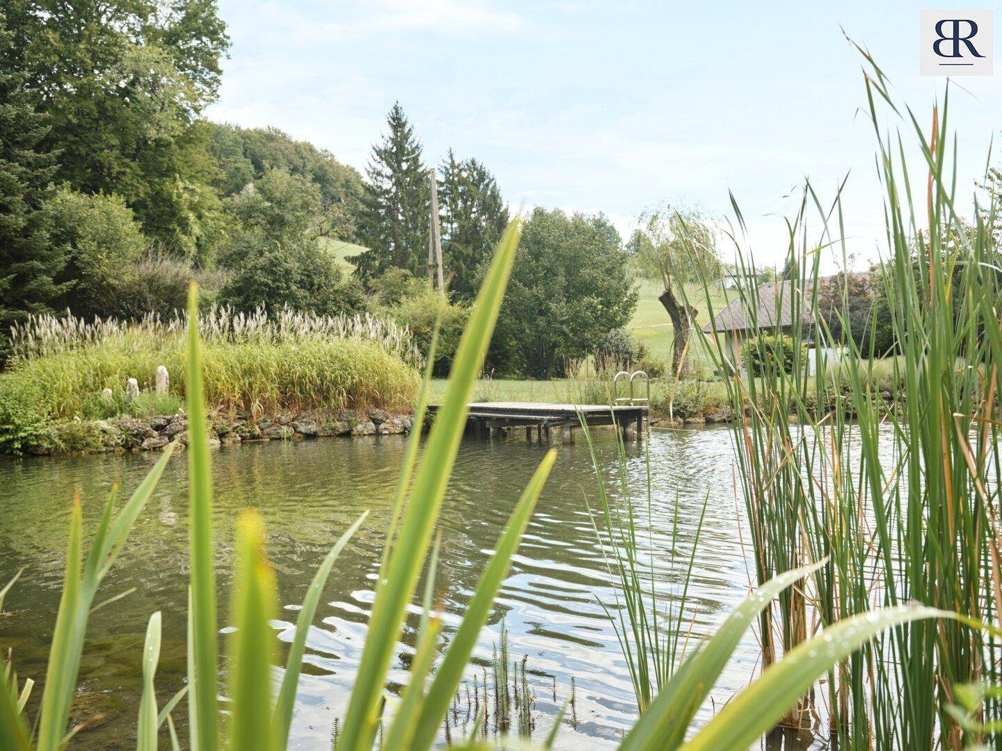 Idyllischer Teich mit Schilf im Vordergrund und einem kleinen Holzsteg am Ufer.