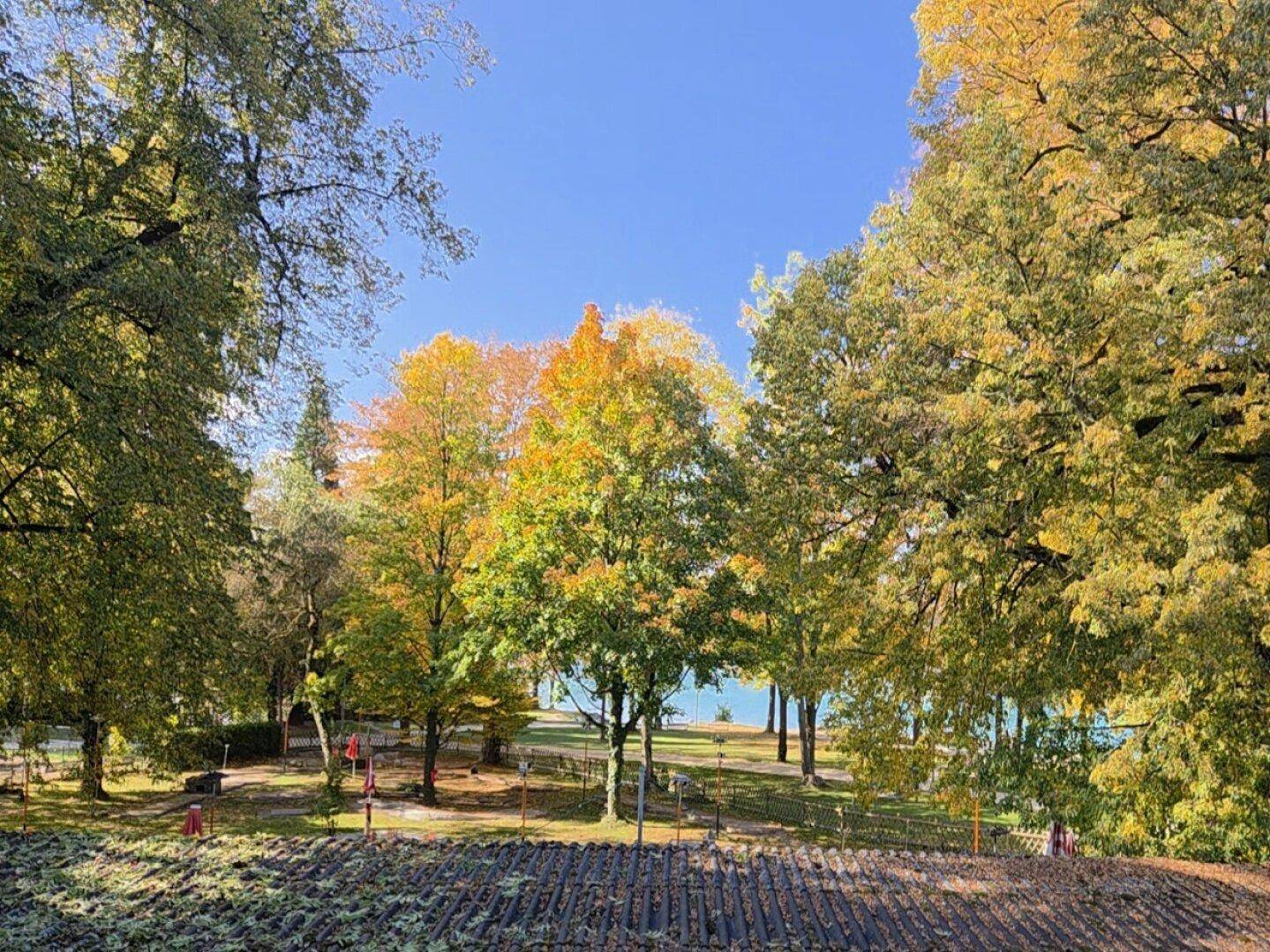 Blick durch herbstliche Bäume auf einen ruhigen See unter strahlend blauem Himmel.