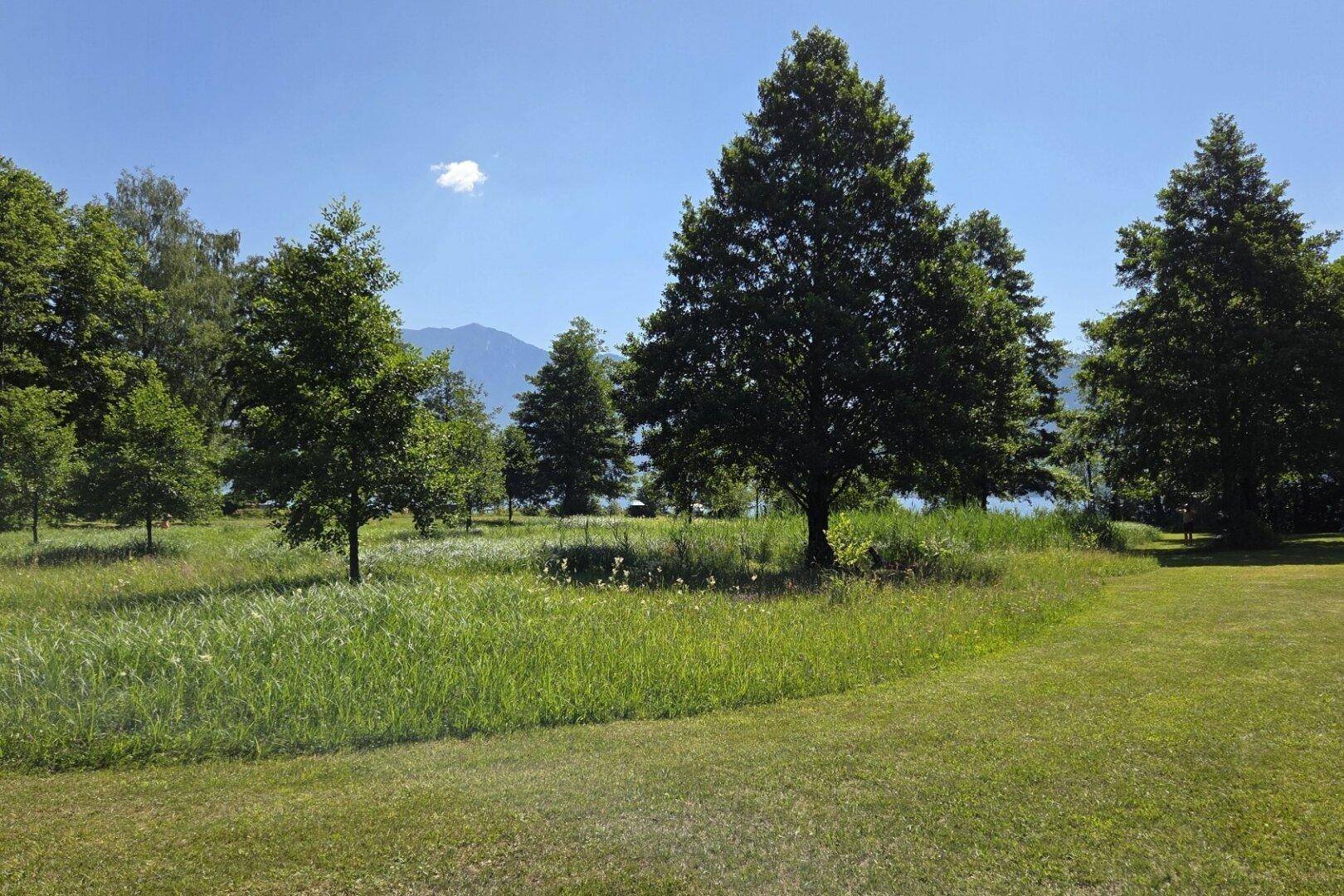 Grüne Gartenfläche mit hohen Bäumen und einem weiten Blick auf die umliegende Natur.