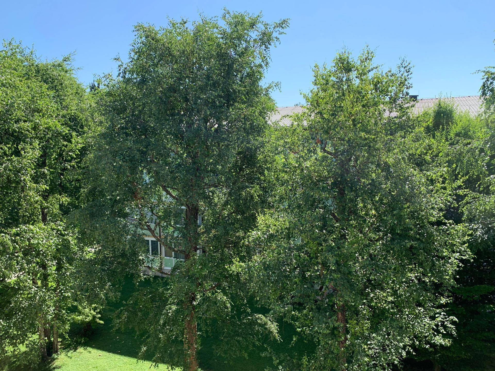Üppiges Grün und hohe Bäume bieten eine natürliche und ruhige Umgebung.