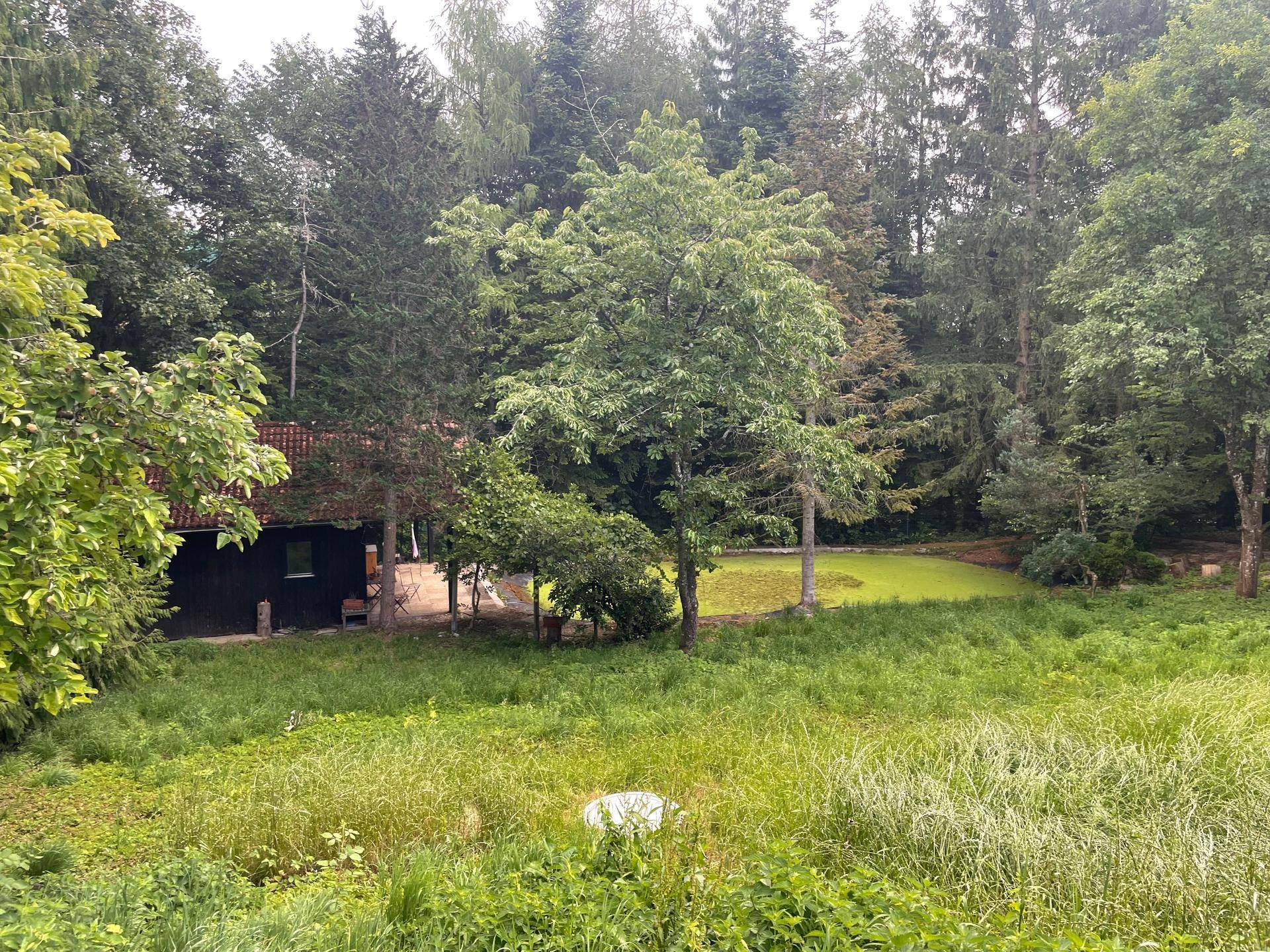 Weitläufige grüne Landschaft mit Bäumen, Wiese und einem kleinen Teich im Hintergrund.