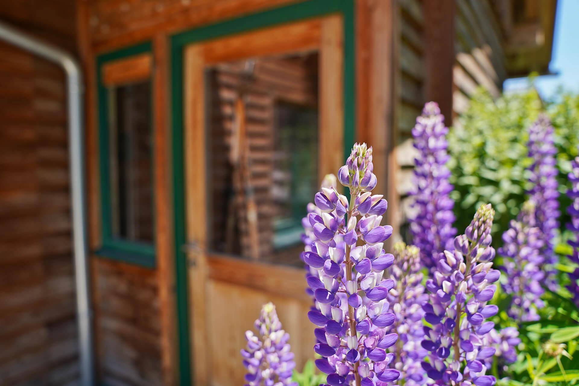 Nahaufnahme der Holzfassade eines Chalets mit grünen Fensterrahmen und blühenden Lupinen.