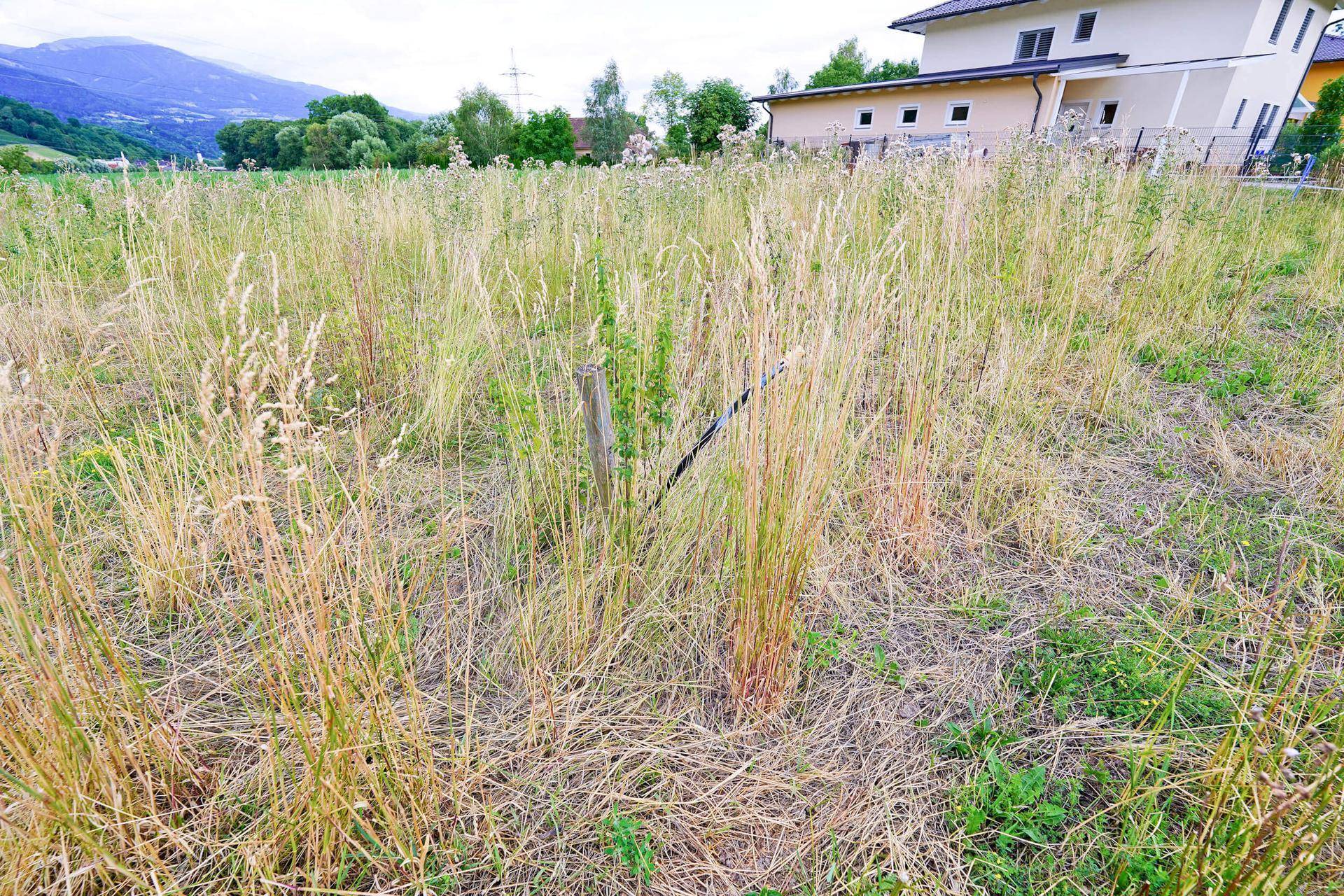 Nahaufnahme von hohem, trockenem Gras auf einem unbebauten Grundstück, das auf die Natur hinweist.