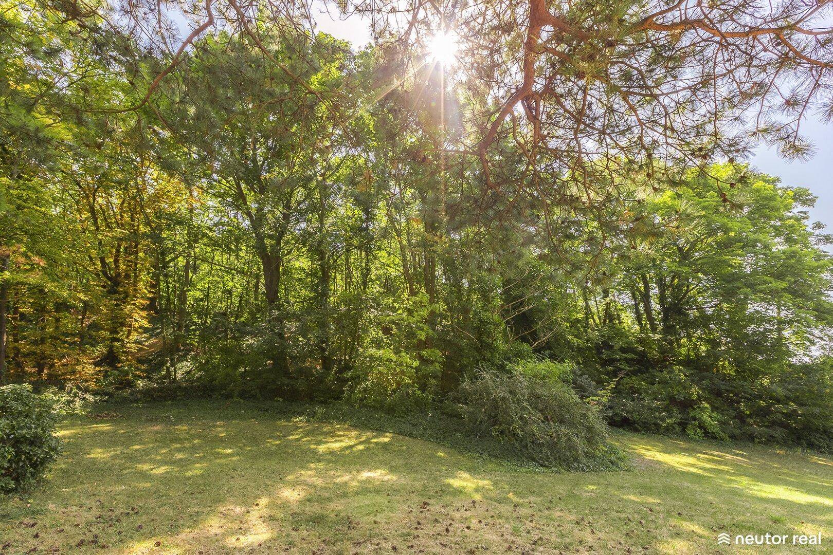 Üppiger Baumbestand im Garten mit Sonnenstrahlen, die durch die Blätter scheinen.