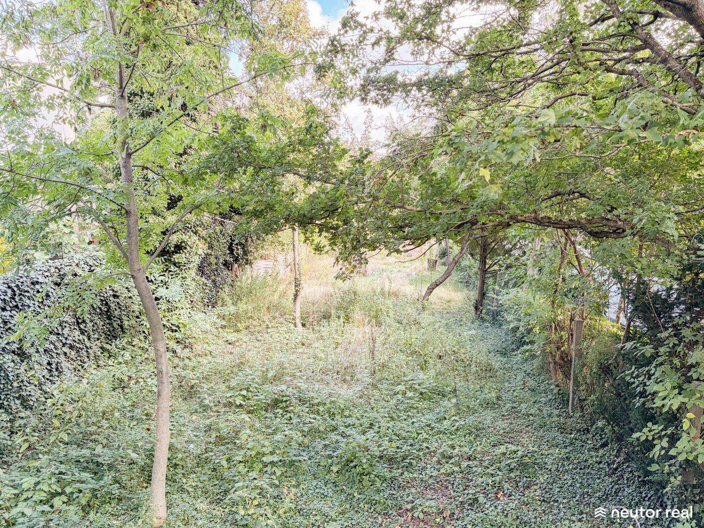 Überwucherter Gartenbereich mit hohen Bäumen und dichtem Unterholz, der auf Pflege wartet.