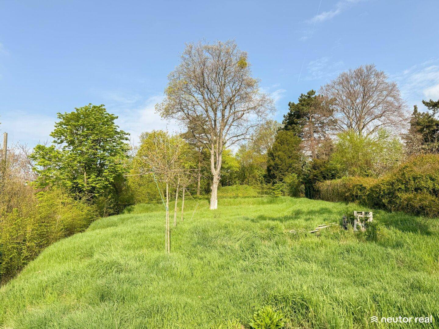 Weitläufige grüne Wiese mit hohen Bäumen unter strahlend blauem Himmel.