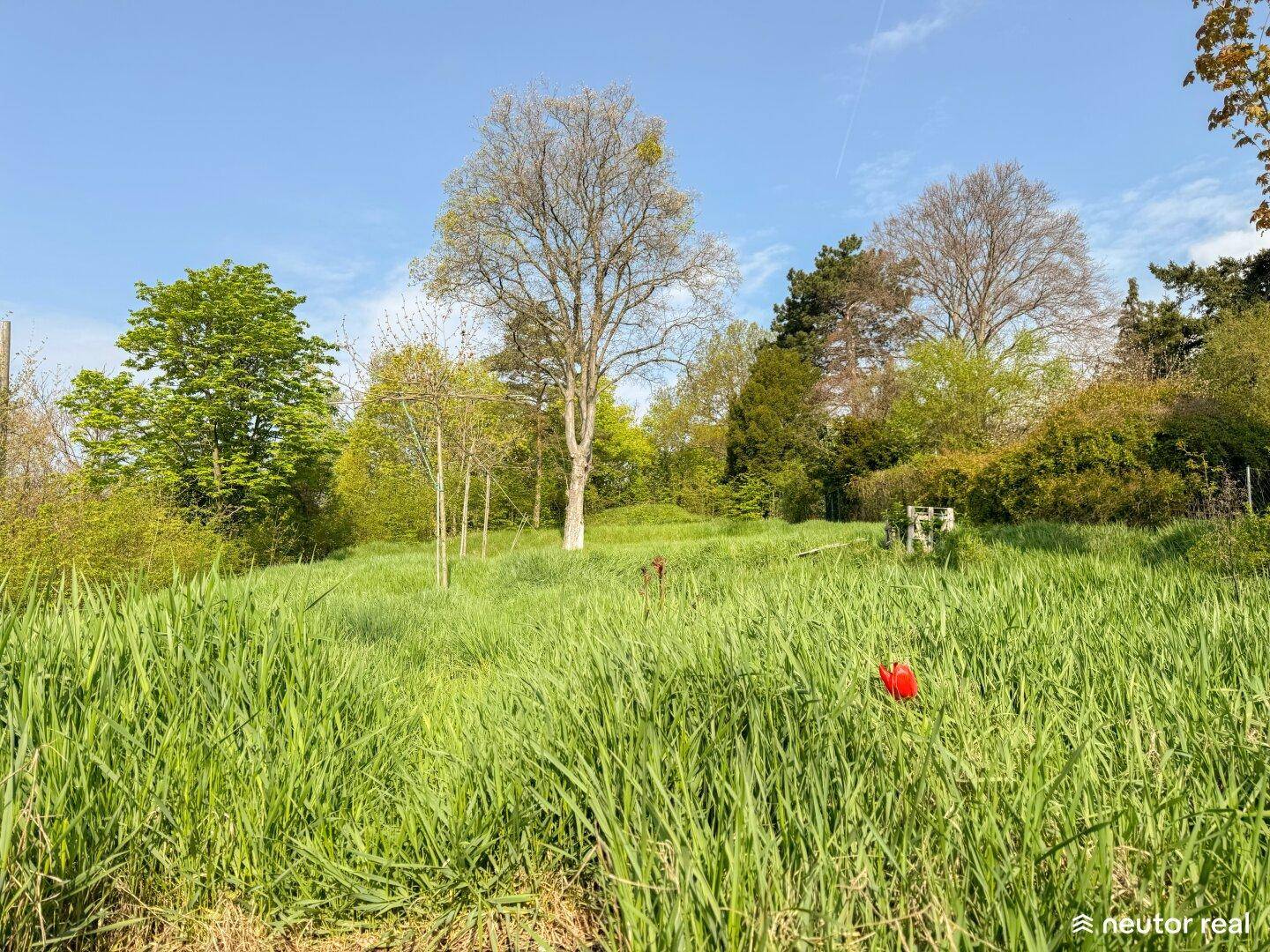 Sonniger Tag auf einer weitläufigen Wiese mit hohen Bäumen und einem roten Mohn.