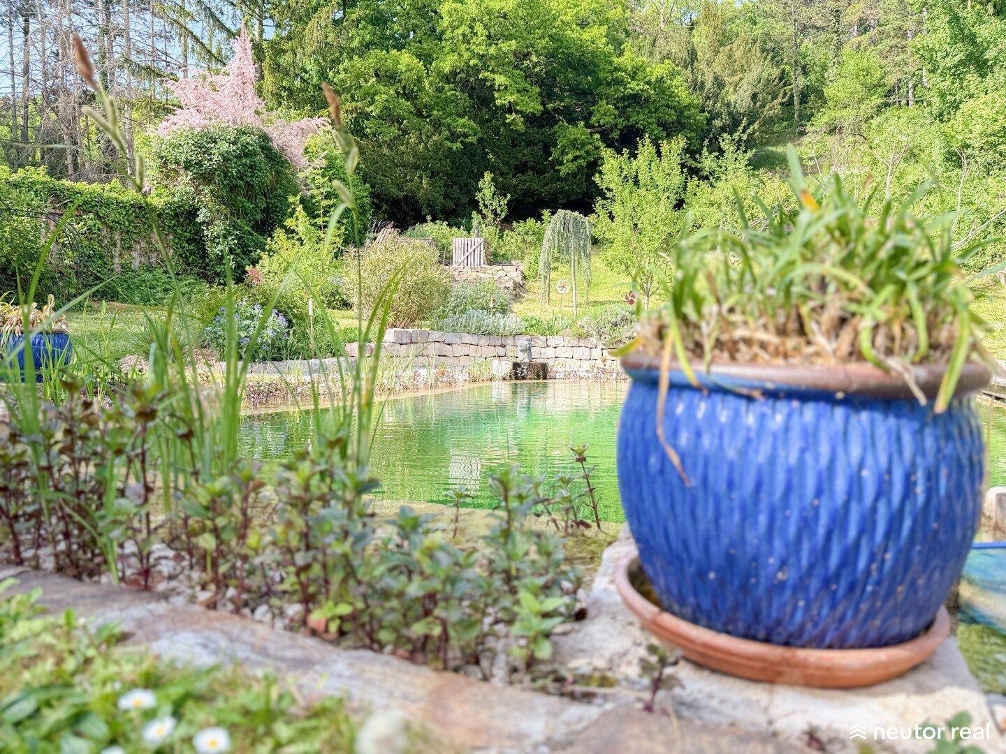Detailansicht des natürlichen Schwimmteichs mit üppiger Bepflanzung und einem blauen Pflanzgefäß im Vordergrund.