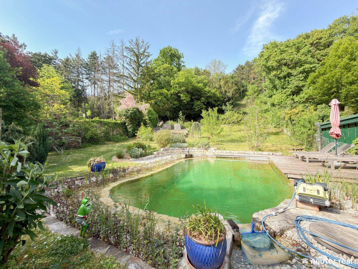 Natürlicher Schwimmteich im weitläufigen Garten, umgeben von üppigem Grün und hohen Bäumen.