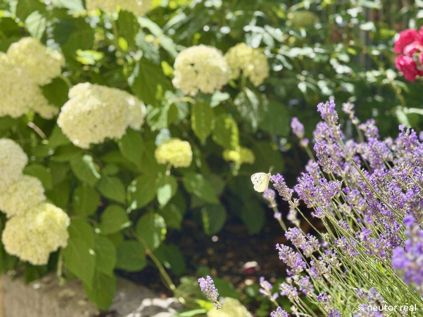 Nahaufnahme von blühendem Lavendel und Hortensien im Garten.