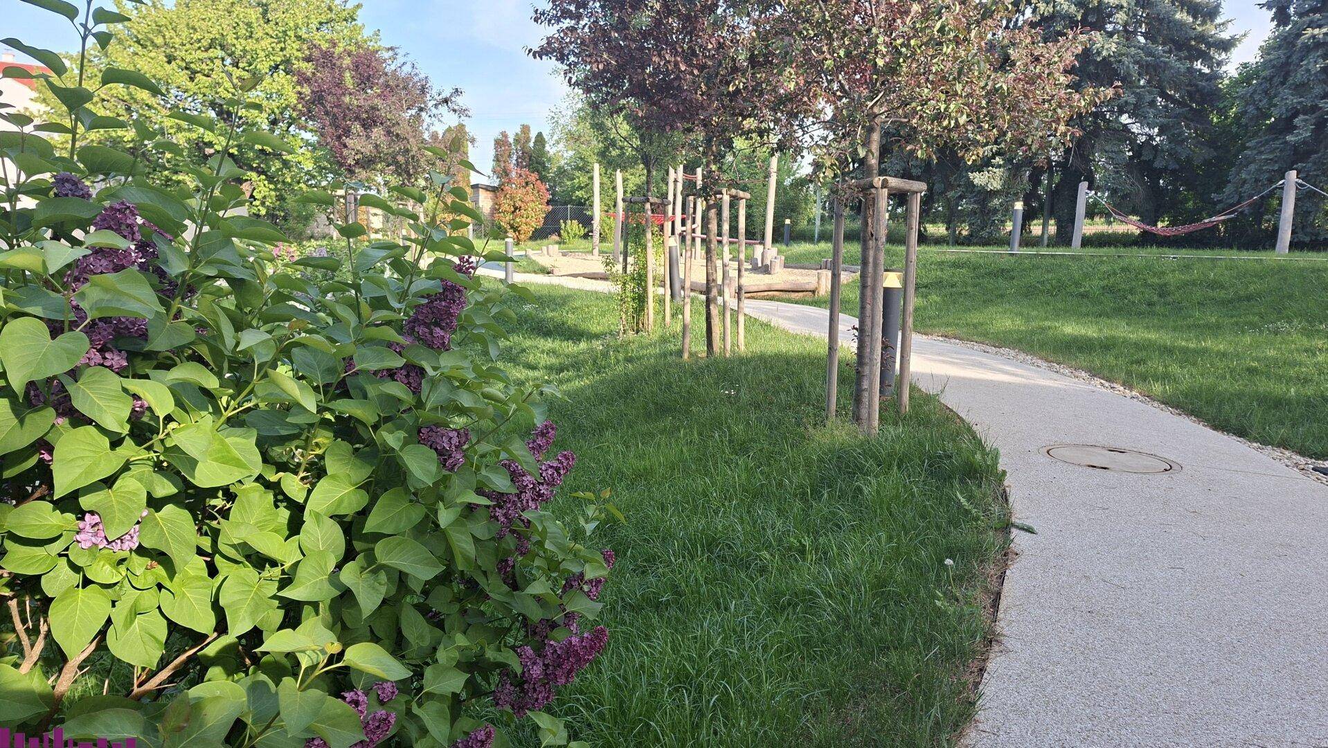 Gepflegter Gemeinschaftsgarten mit blühenden Sträuchern und einem geschwungenen Weg.