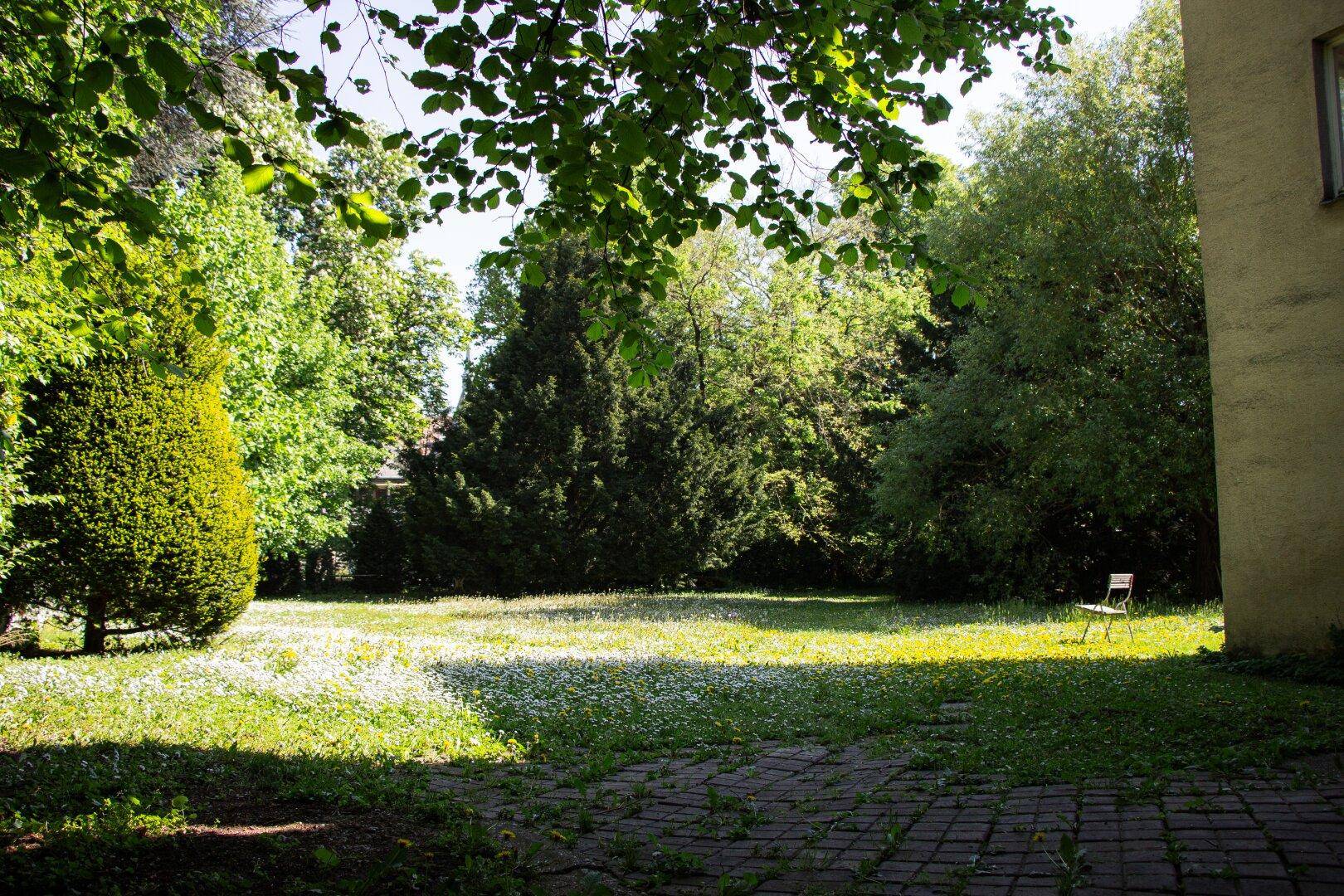 Weitläufiger Garten mit blühenden Gänseblümchen und einem einzelnen Stuhl unter schattenspendenden Bäumen.