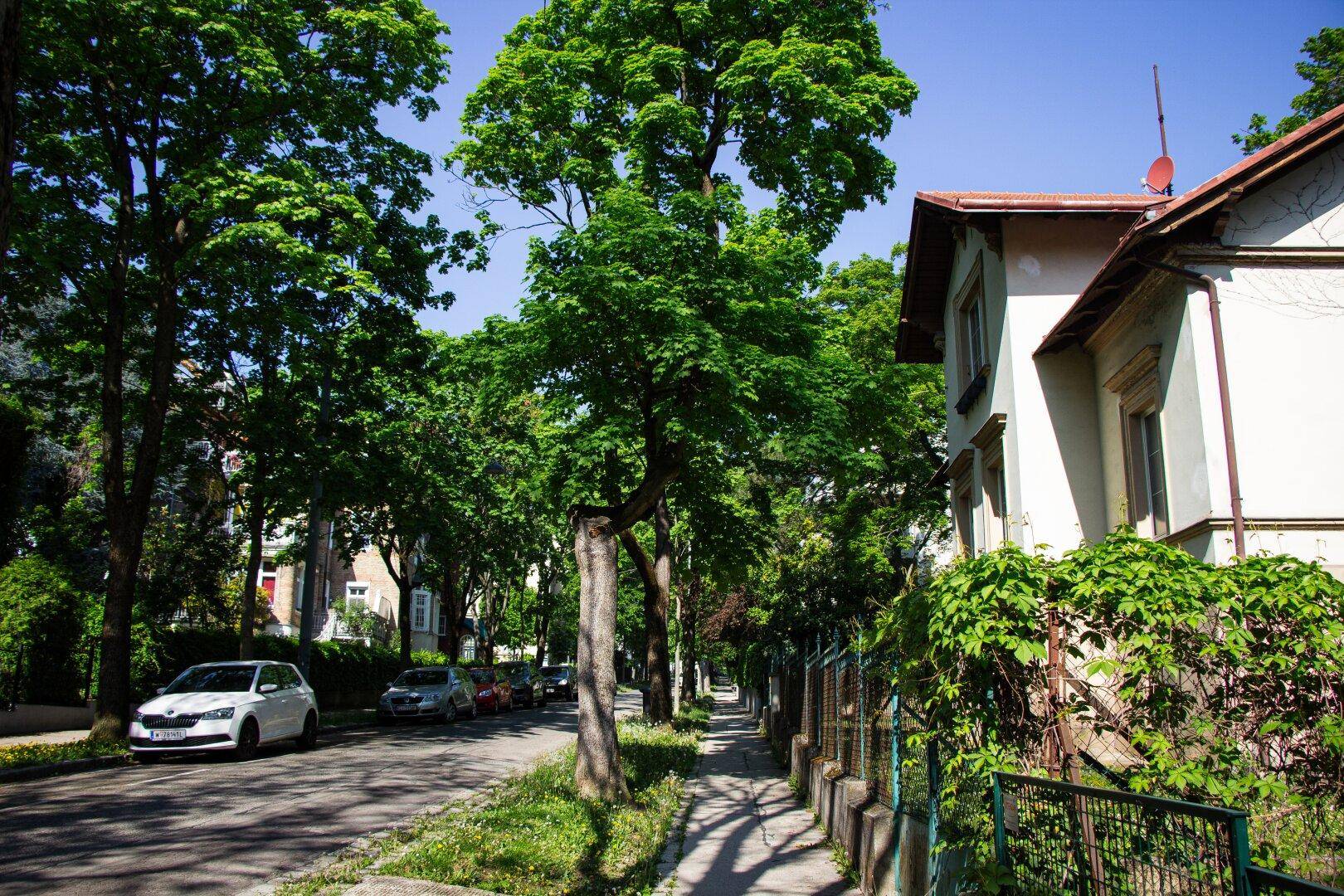 Ruhige Wohnstraße mit alten Bäumen und parkenden Autos, das Haus ist im Hintergrund sichtbar.