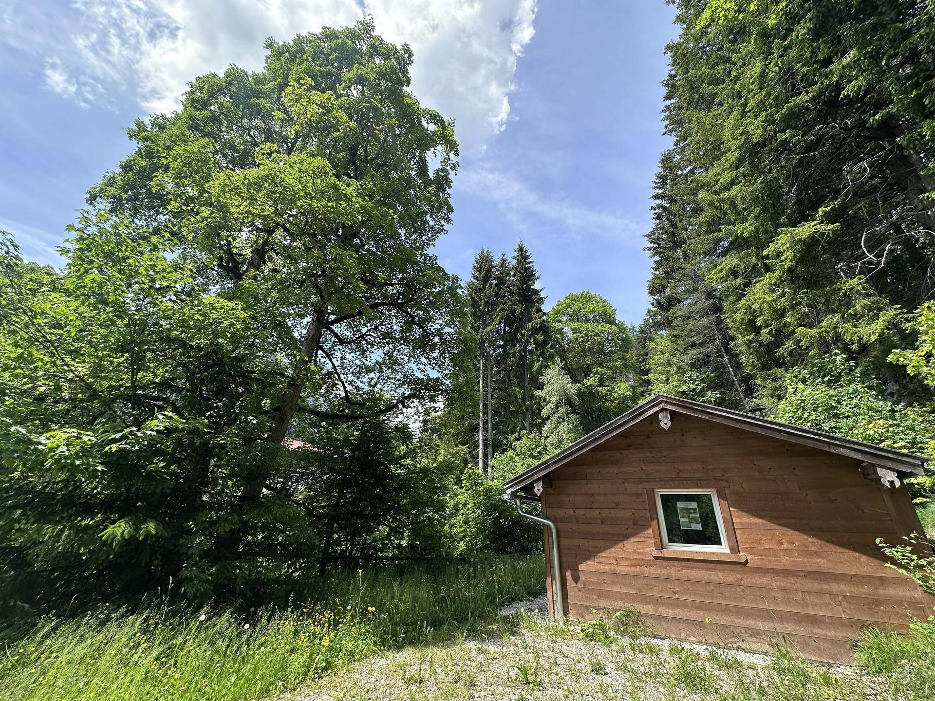 Seitenansicht der Holzhütte umgeben von üppiger Vegetation und hohen Bäumen.