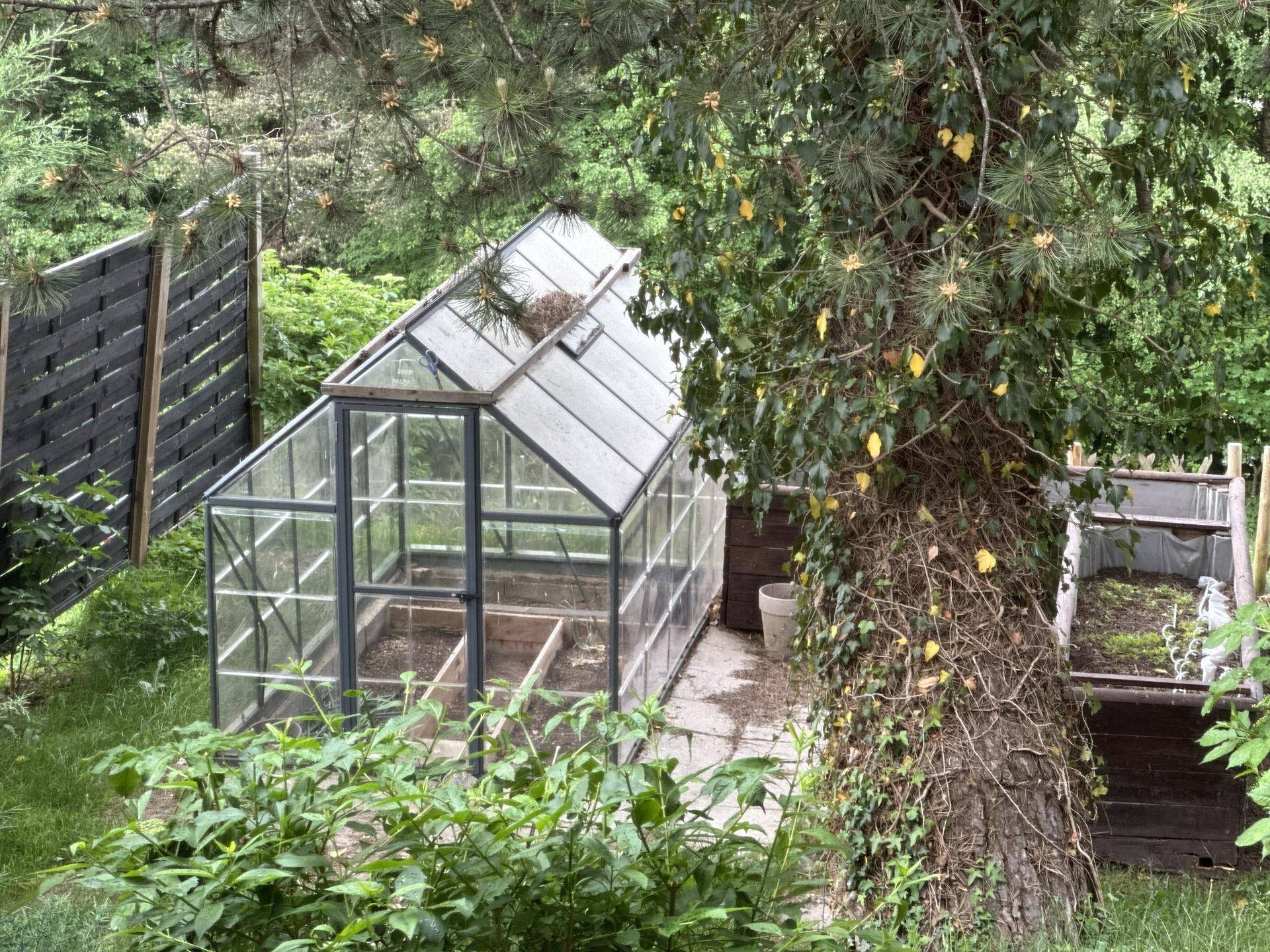 Gewächshaus im Garten, umgeben von Bäumen und Sträuchern, ideal für den Anbau von Pflanzen.