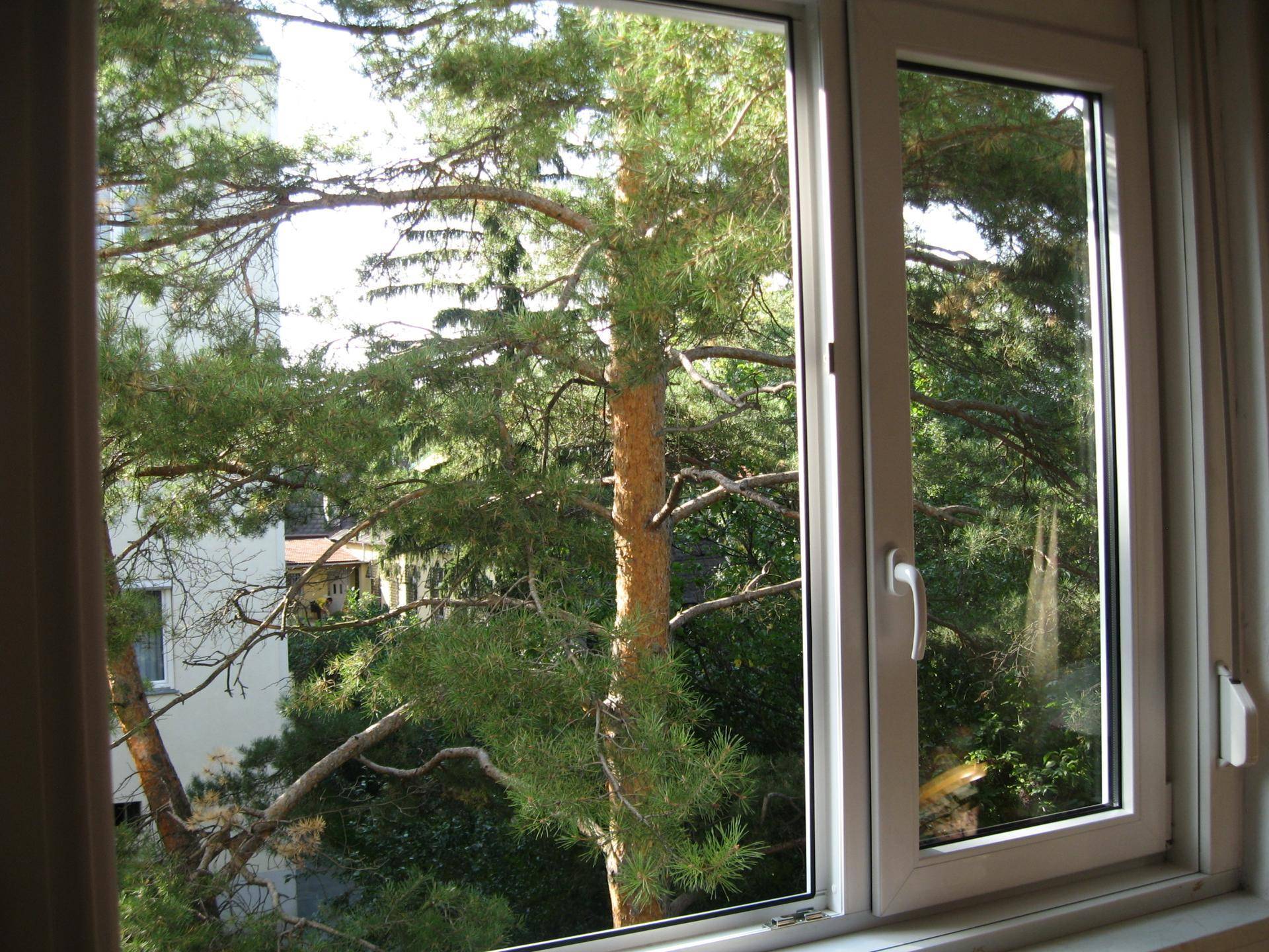 Fensterblick auf einen großen Nadelbaum und umliegende Gebäude bei Sonnenschein.