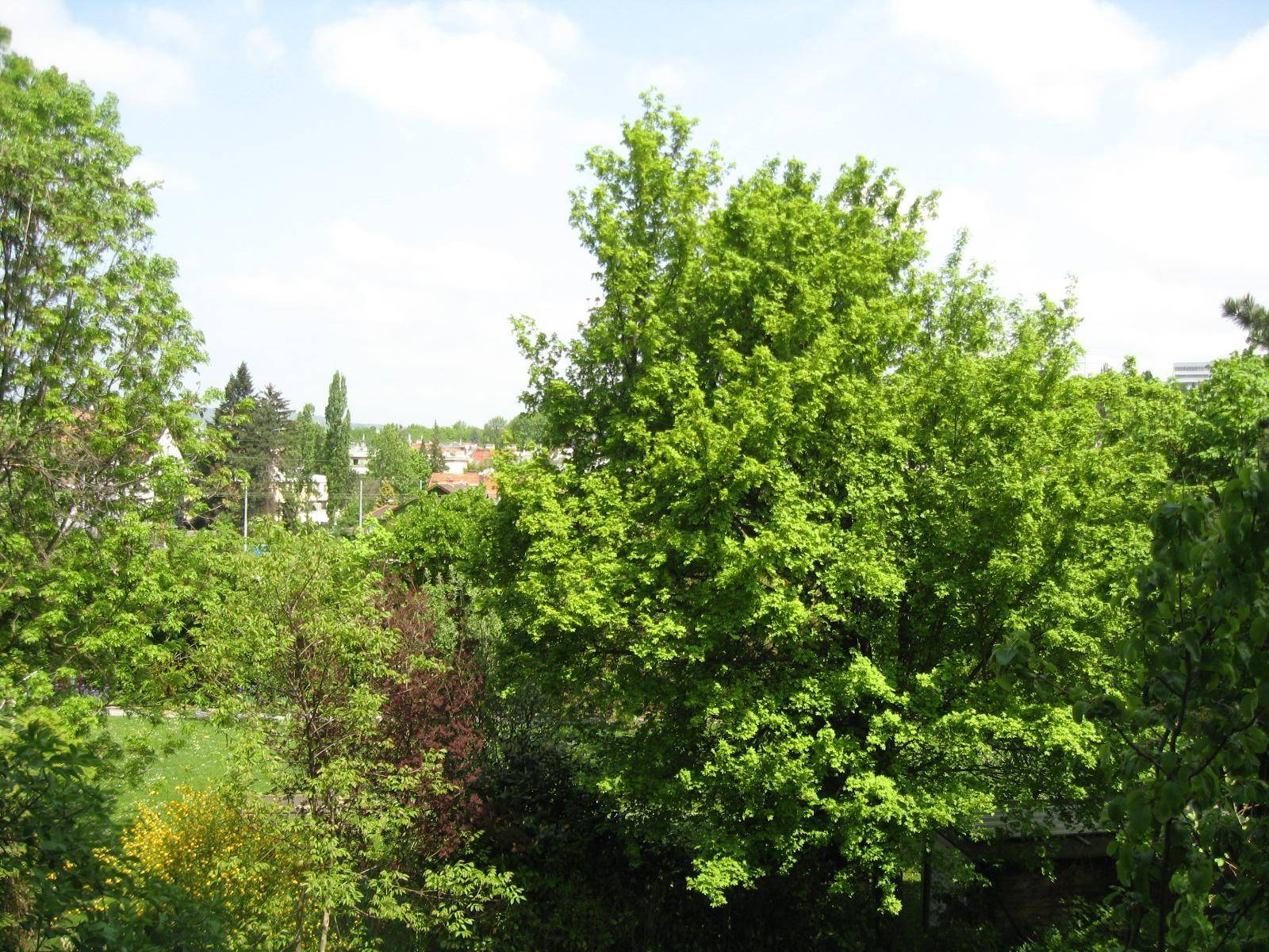 Weitläufiger Blick ins Grüne mit vielen Bäumen und einem Hauch von Bebauung im Hintergrund.