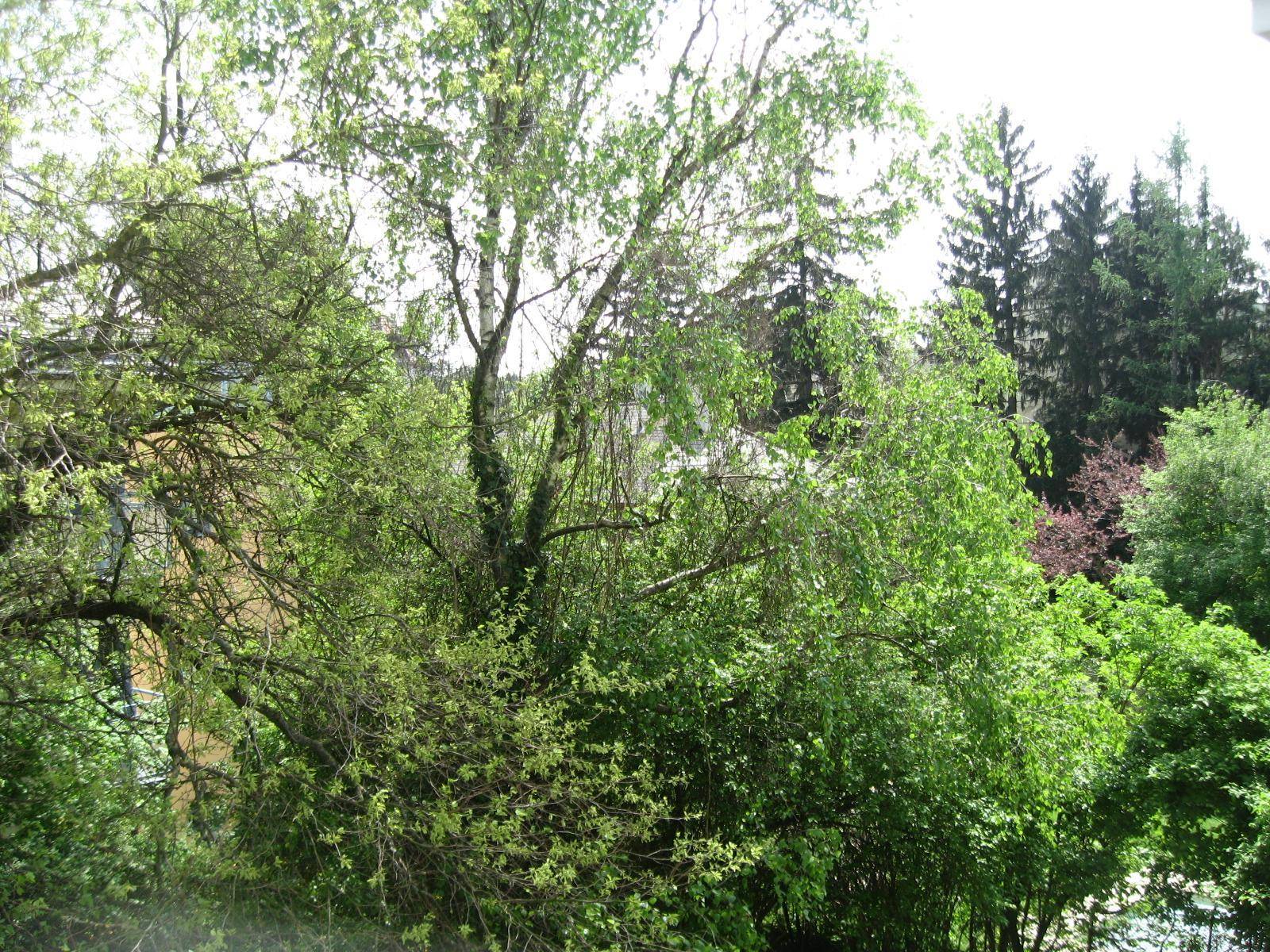 Üppige grüne Vegetation mit verschiedenen Bäumen und Sträuchern unter hellem Himmel.