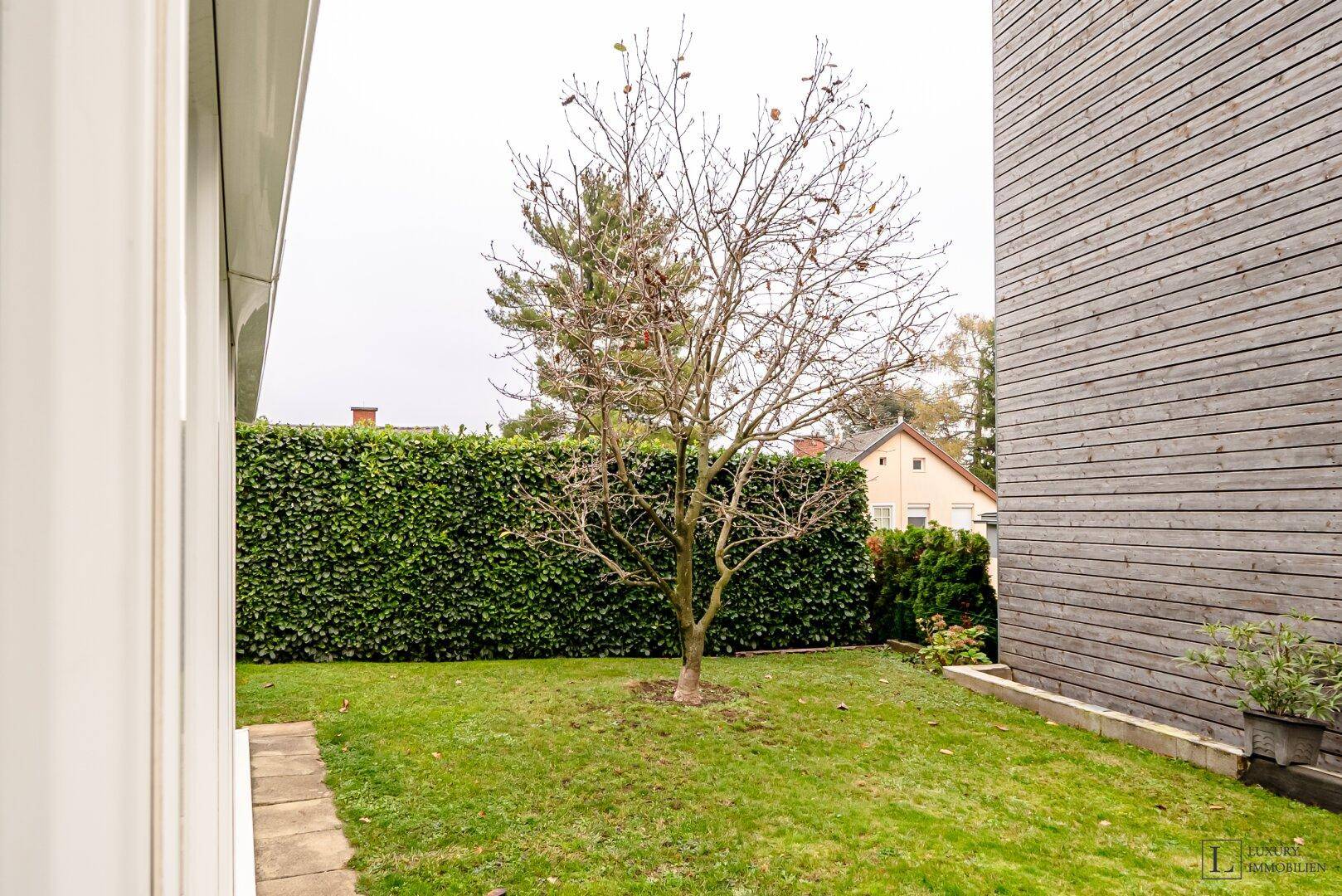 Ruhiger Gartenbereich mit einem Baum und einer dichten Hecke als Grundstücksbegrenzung.
