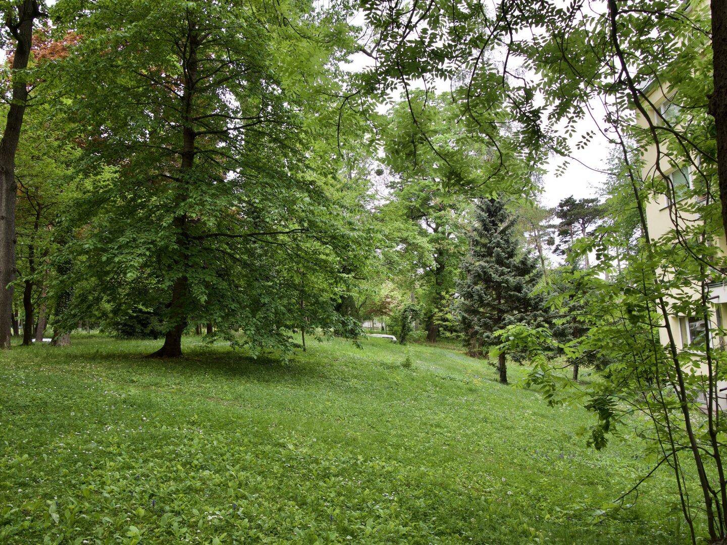 Weitläufige grüne Rasenfläche mit großen, alten Bäumen, ideal zum Entspannen.
