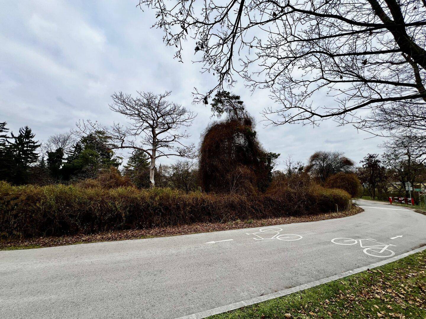 Fahrradweg umgeben von dichtem Buschwerk und Bäumen unter einem bewölkten Himmel.