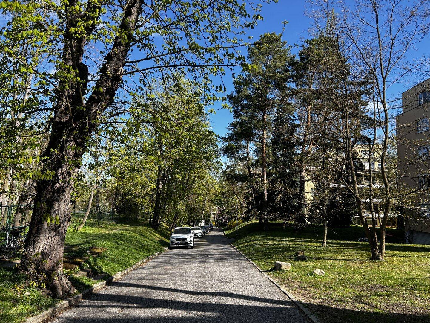 Langer Weg umgeben von hohen Bäumen und grünen Rasenflächen, mit Gebäuden im Hintergrund.