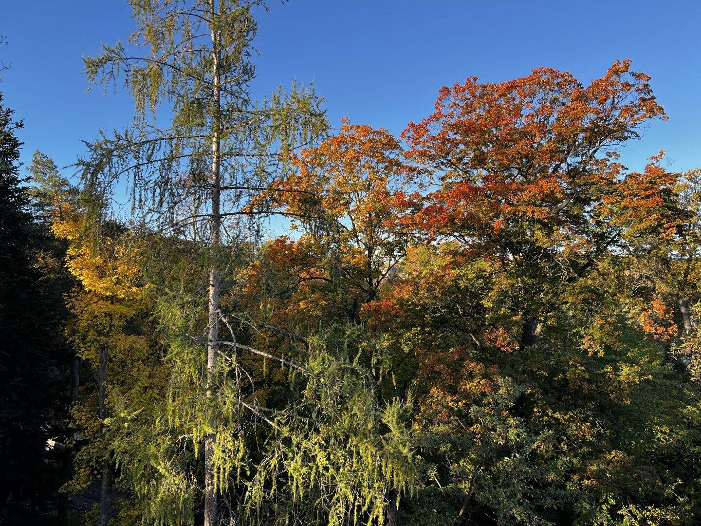 Malerischer Ausblick auf bunte Herbstbäume unter einem klaren blauen Himmel.