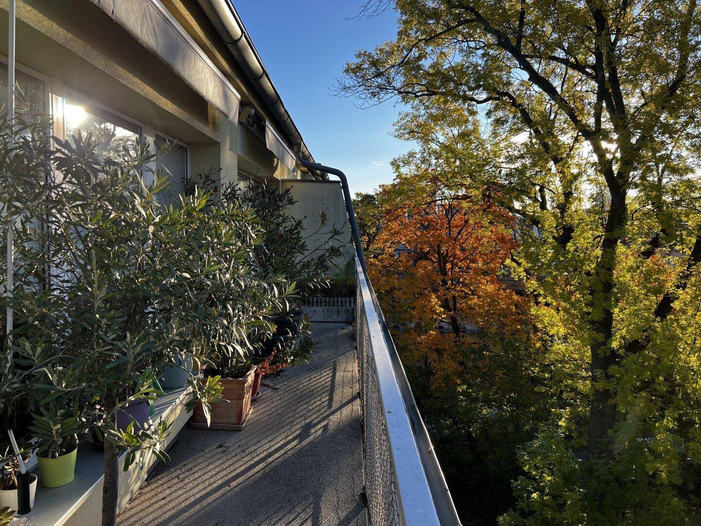 Sonniger Balkon mit vielen Pflanzen und Blick auf bunte Herbstbäume.