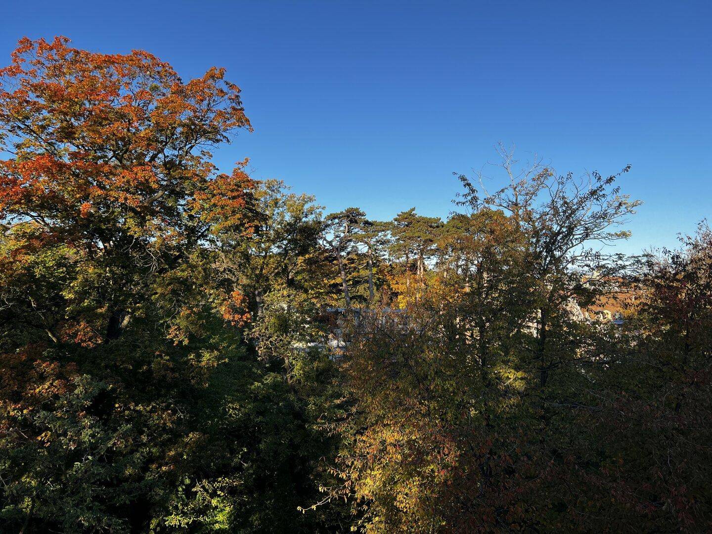 Weitläufiger Blick auf eine vielfältige Baumlandschaft mit herbstlichen Farbtönen und blauem Himmel.