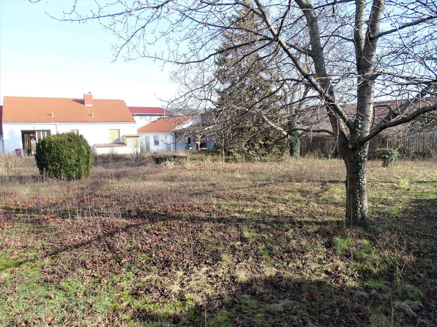 Blick auf ein sonniges Grundstück mit Bäumen und einem Haus im Hintergrund.