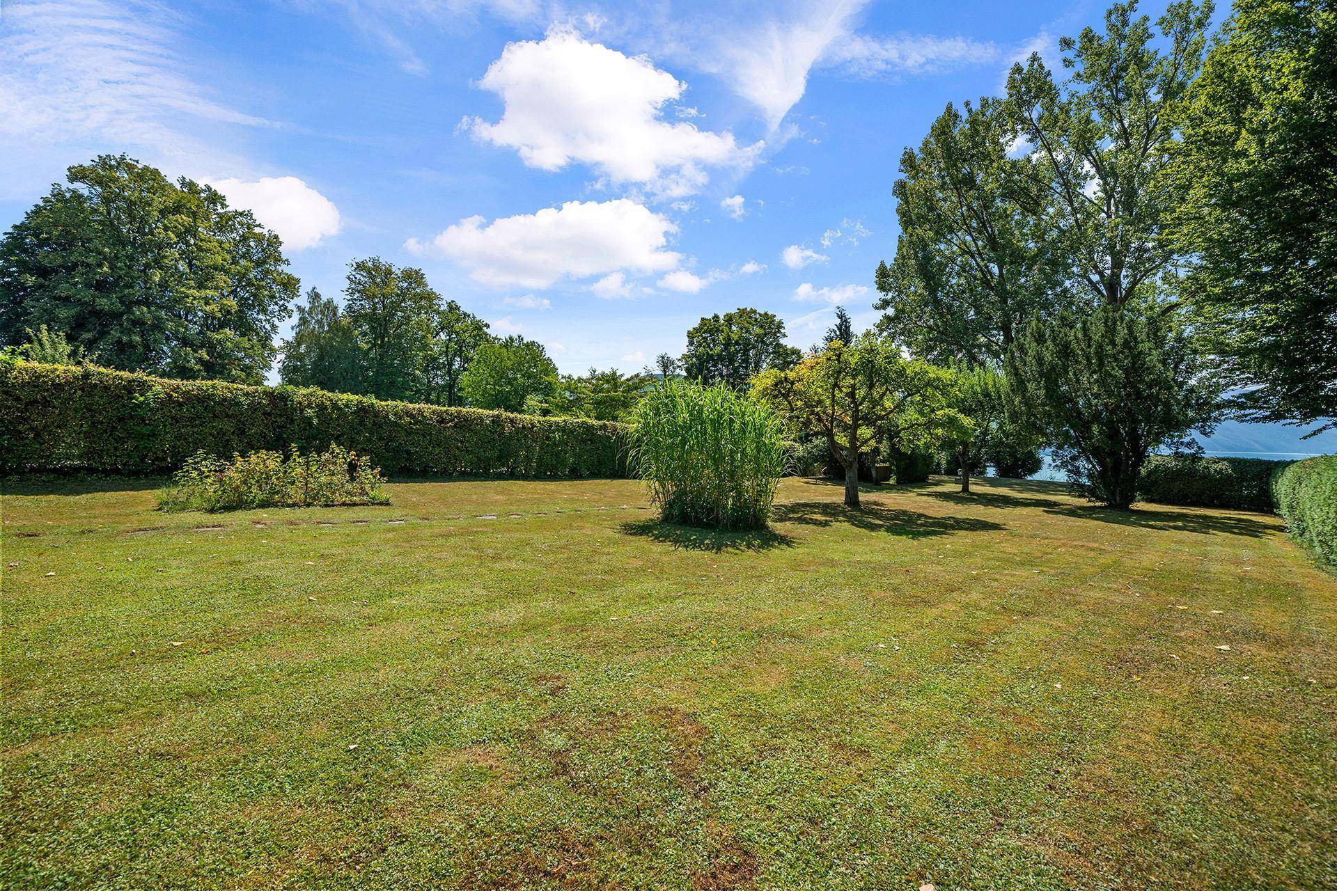 Große, sonnige Rasenfläche im Garten, umgeben von hohen Bäumen und einer dichten Hecke.