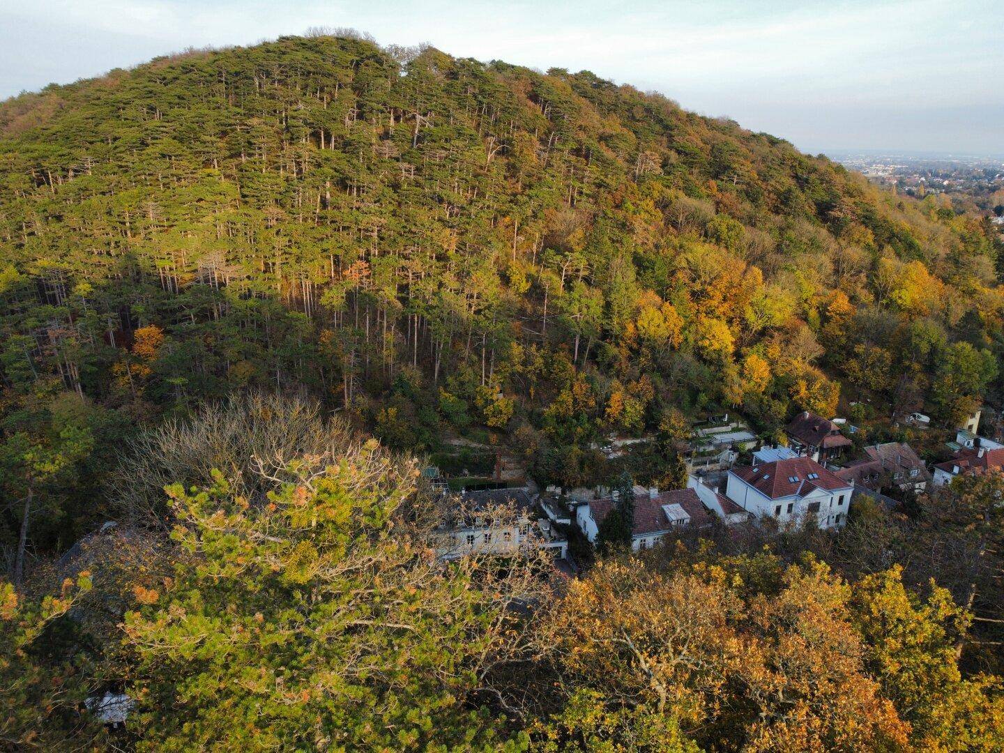 Weitläufiger Blick über einen bewaldeten Hügel mit herbstlicher Laubfärbung und Häusern am Fuße.