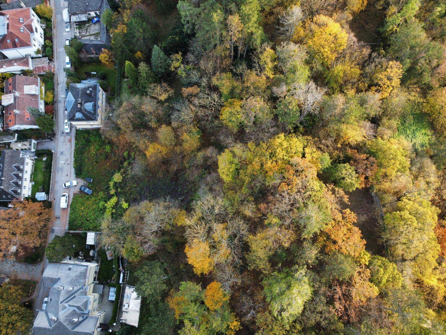 Luftaufnahme eines Waldgebiets neben einer Wohnstraße mit herbstlicher Vegetation und Häusern.