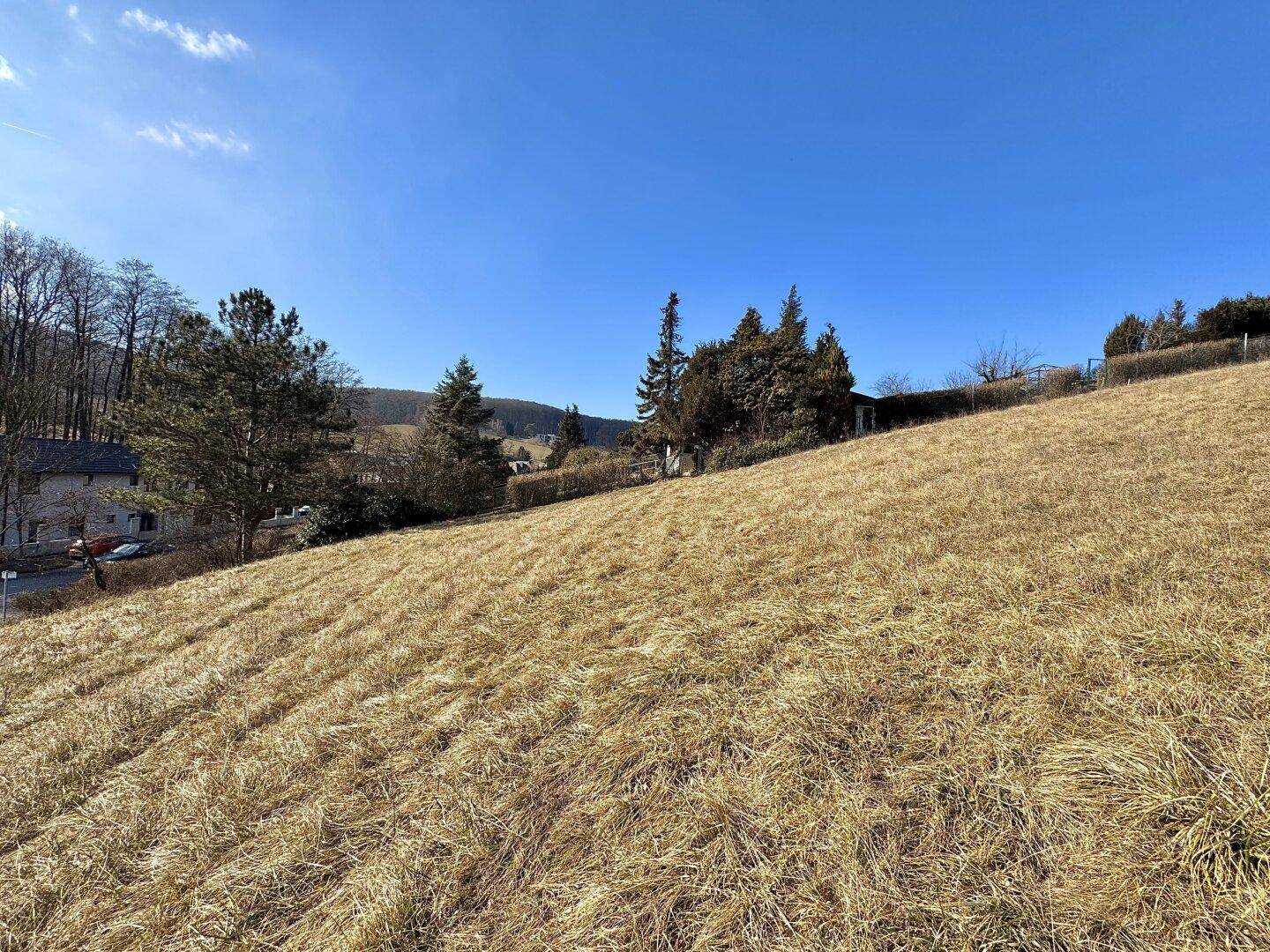 Sonnige Hügellandschaft mit trockenem Gras und Bäumen unter blauem Himmel.