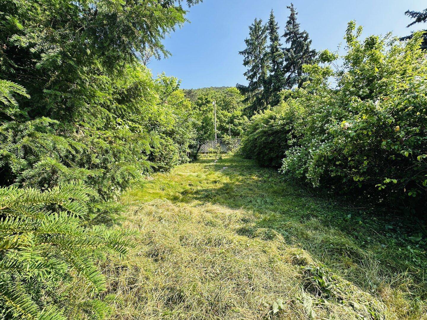 Großer Gartenbereich mit Rasenfläche, umgeben von Bäumen und Sträuchern, der einen Hang hinaufführt.
