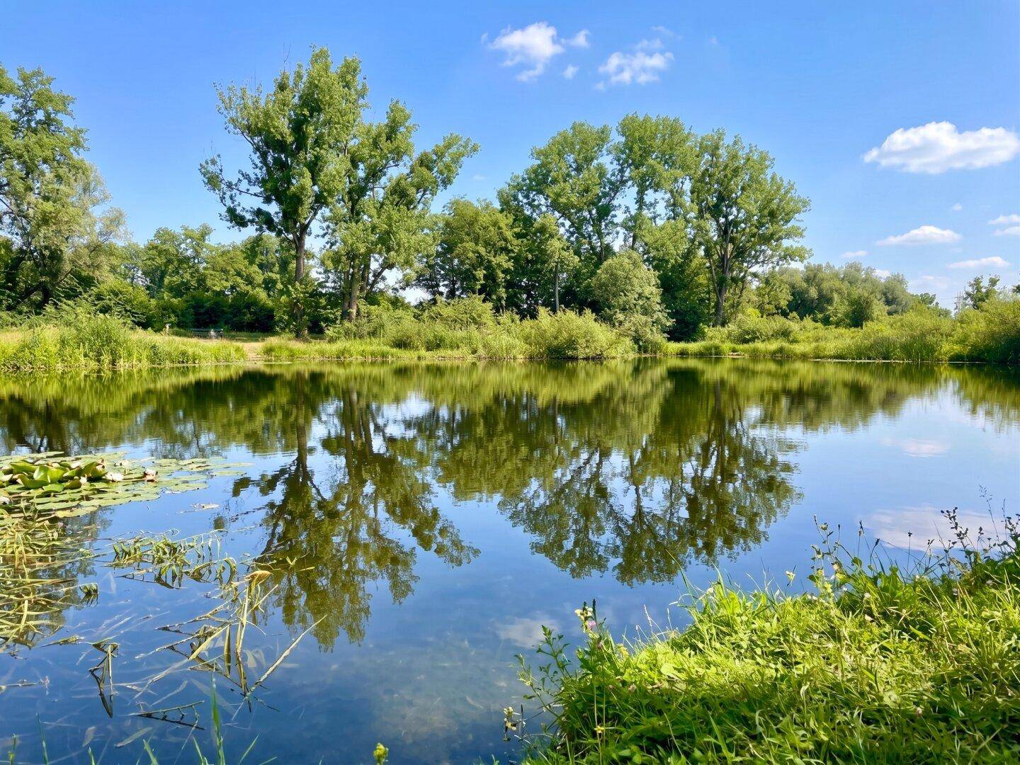 Idyllischer Teich umgeben von üppigem Grün und Bäumen unter blauem Himmel.