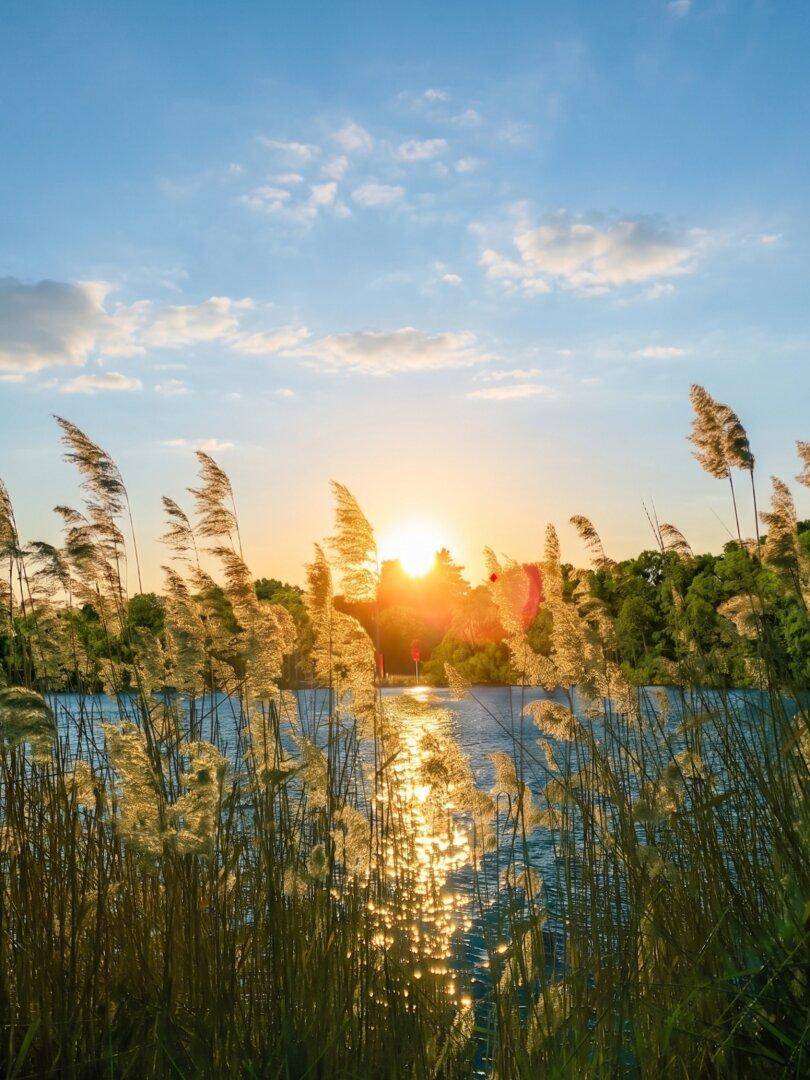 Sonnenuntergang über einem Gewässer, gesehen durch hohe Schilfgräser im Vordergrund.