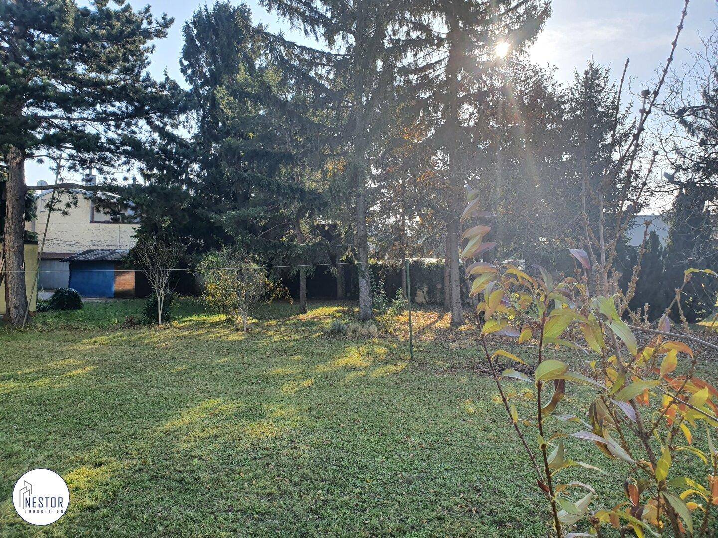 Sonniger Garten mit weitläufiger Rasenfläche und hohen Nadelbäumen im Hintergrund.