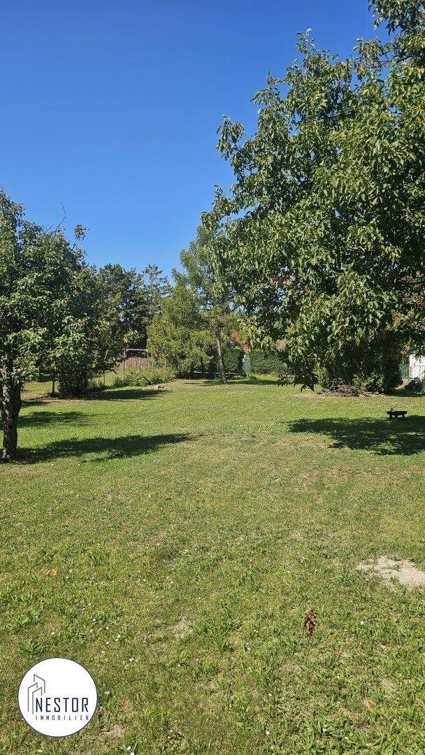 Sonniger Garten mit üppigem Grün und hohen Bäumen, ideal zum Entspannen im Freien.