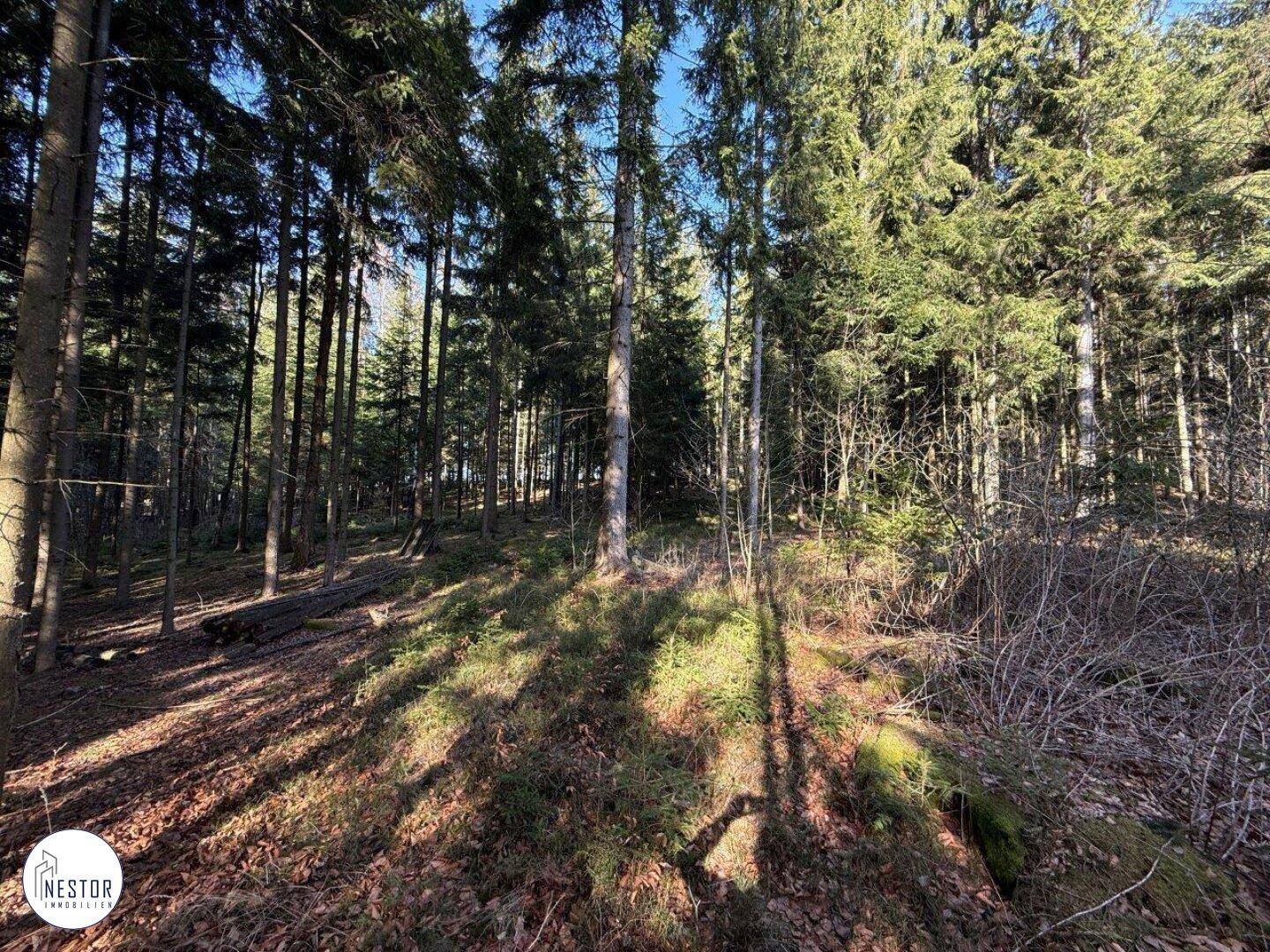 Dichter Wald mit hohen Nadelbäumen und Sonnenlicht, das durch die Äste fällt.