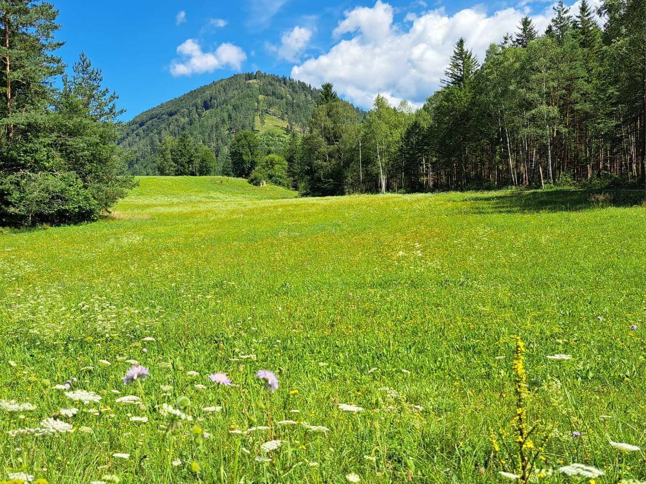 Traumhafte Liegenschaft im Schneeberg-/Raxgebiet 15.000 m² Eigengrund (Baugrund, Grünland, kleiner Forst) - Ansicht 6