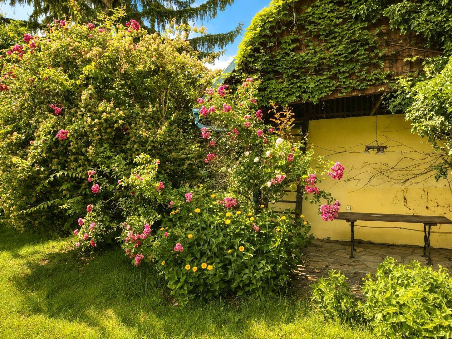 Blühender Rosengarten mit einer rustikalen Holzbank und üppigem Grün unter einem sonnigen Himmel.