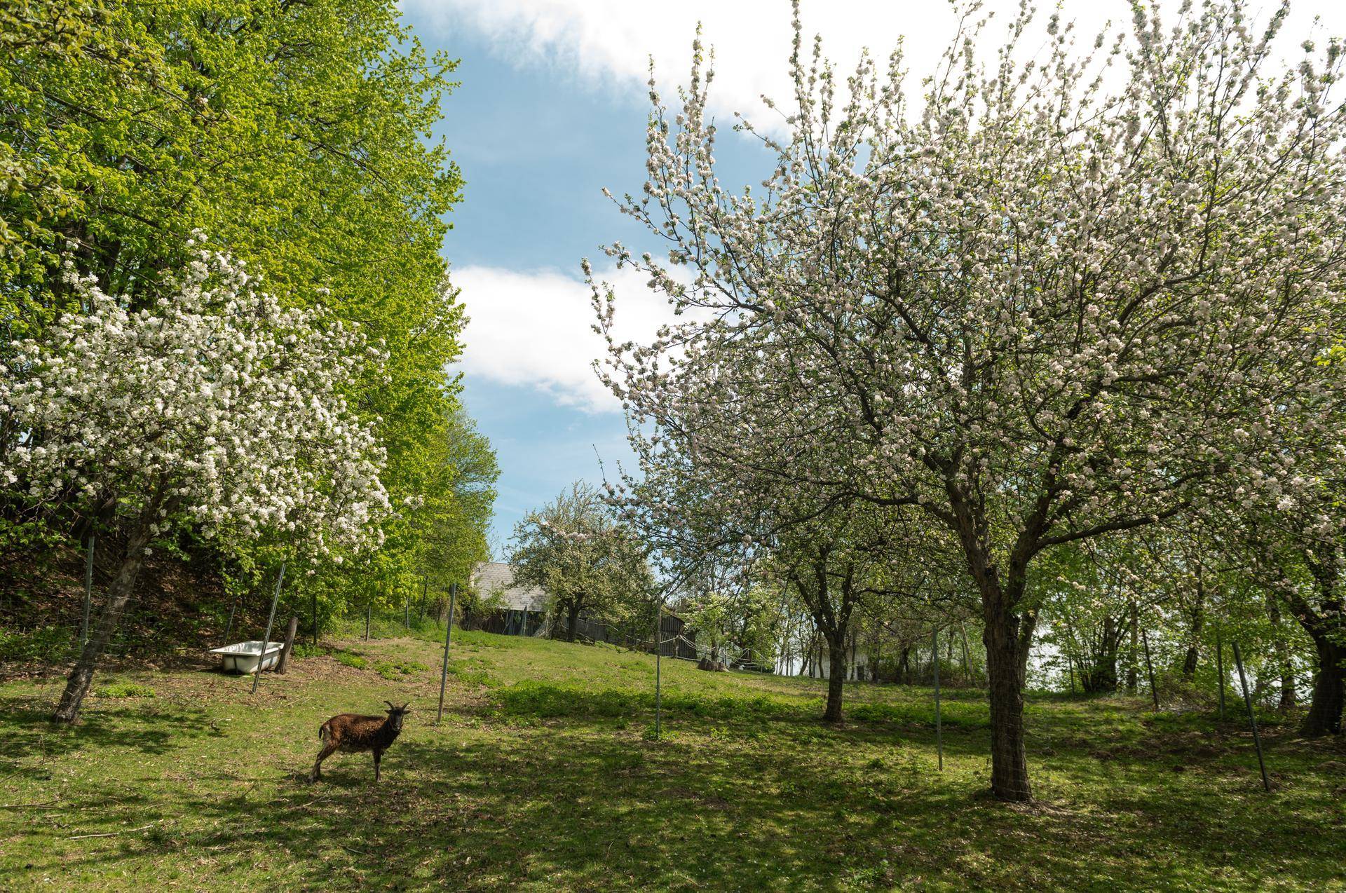 Idyllischer Garten mit blühenden Obstbäumen und grasenden Tieren unter blauem Frühlingshimmel.
