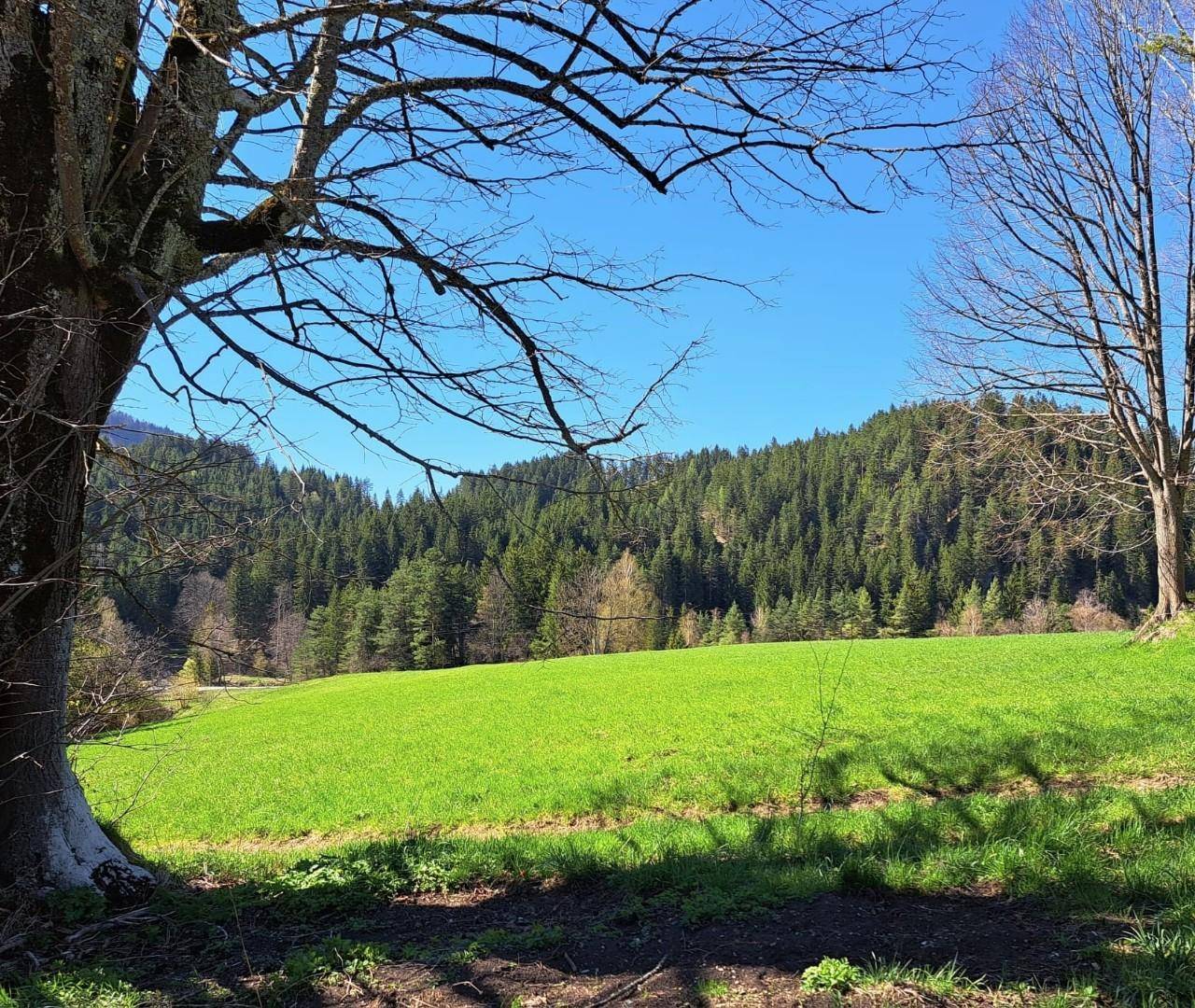 Traumhafte Liegenschaft im Schneeberg-/Raxgebiet 15.000 m² Eigengrund (Baugrund, Grünland, kleiner Forst) - Ansicht 3